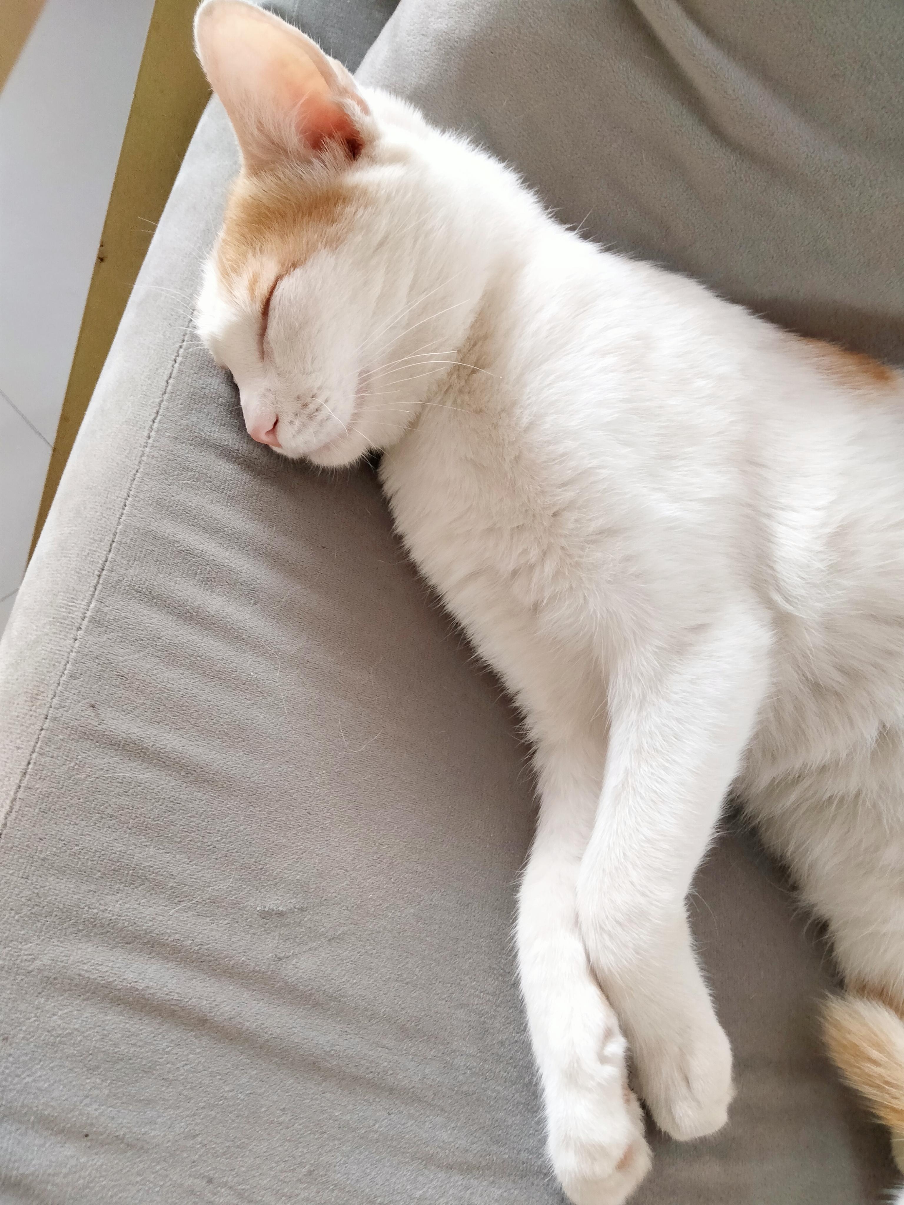 晓月baby 的想法: 请问你们养的猫有跟我同款睡姿嘛?