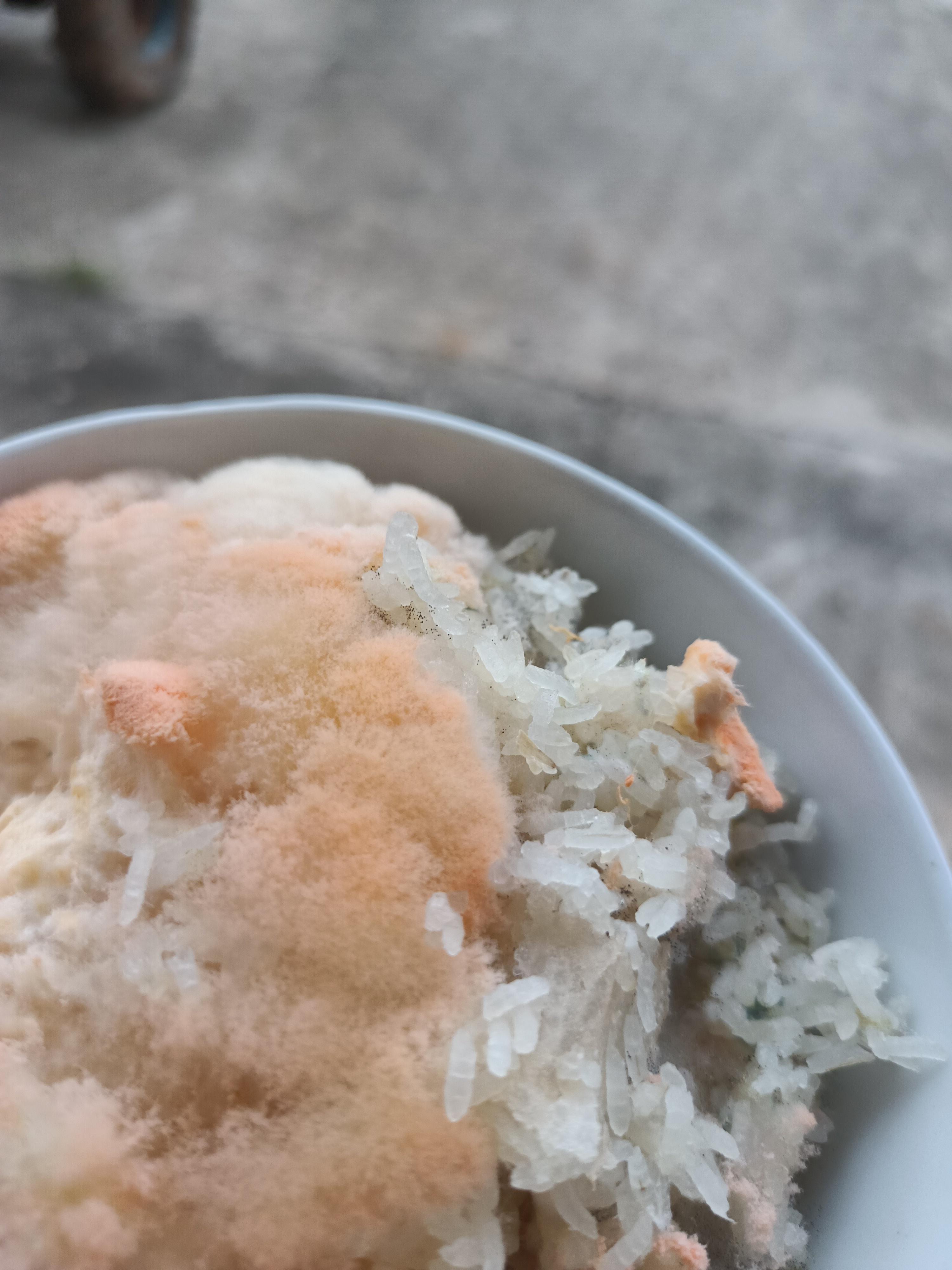 大雾 的想法: 这是什么东西 | 家里剩饭发霉了,这是什么东西,怪好看的