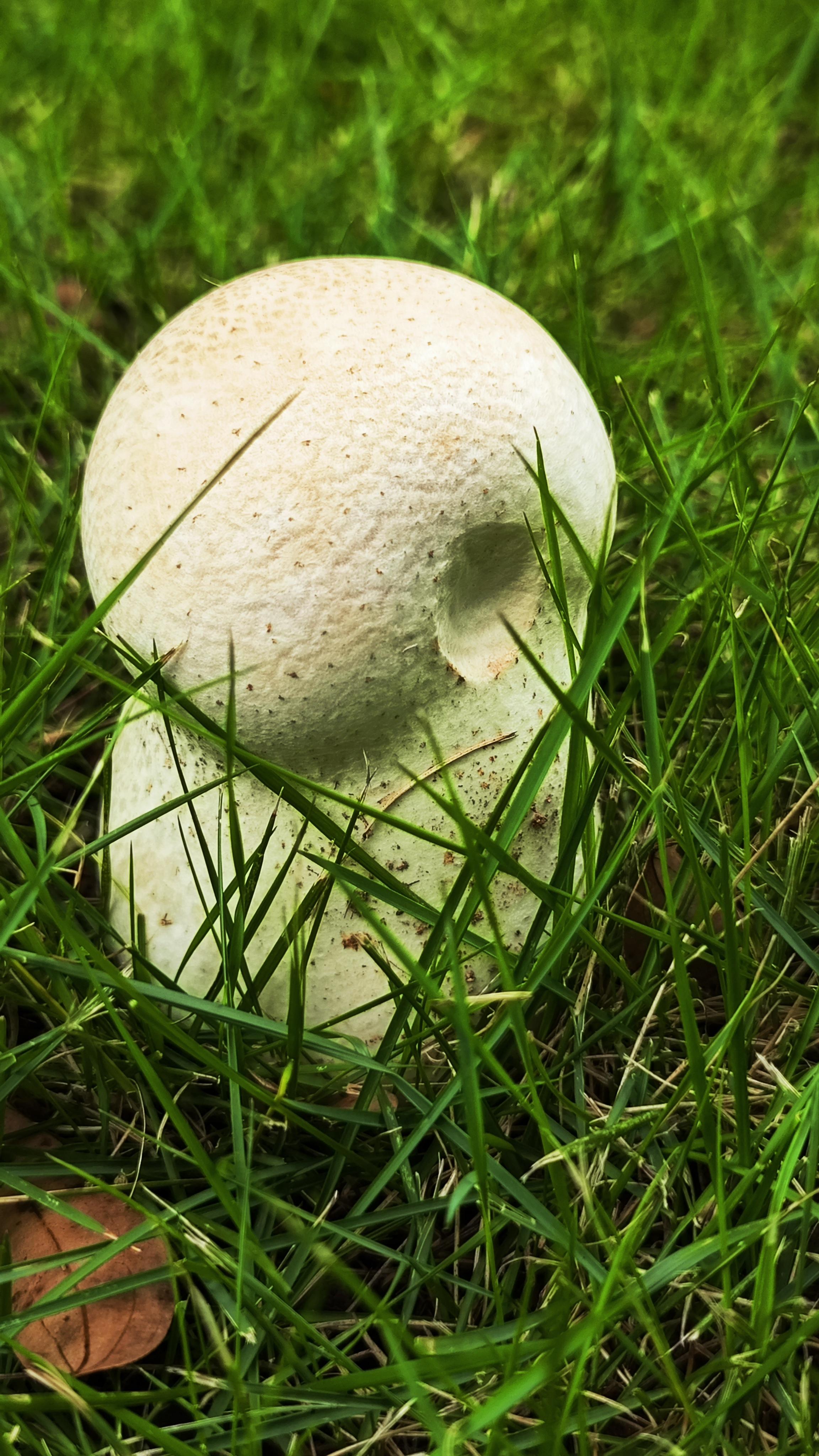  br>蘑菇柄很粗,上面的蘑菇头长得比蘑菇柄大一点点,而且好像面团发