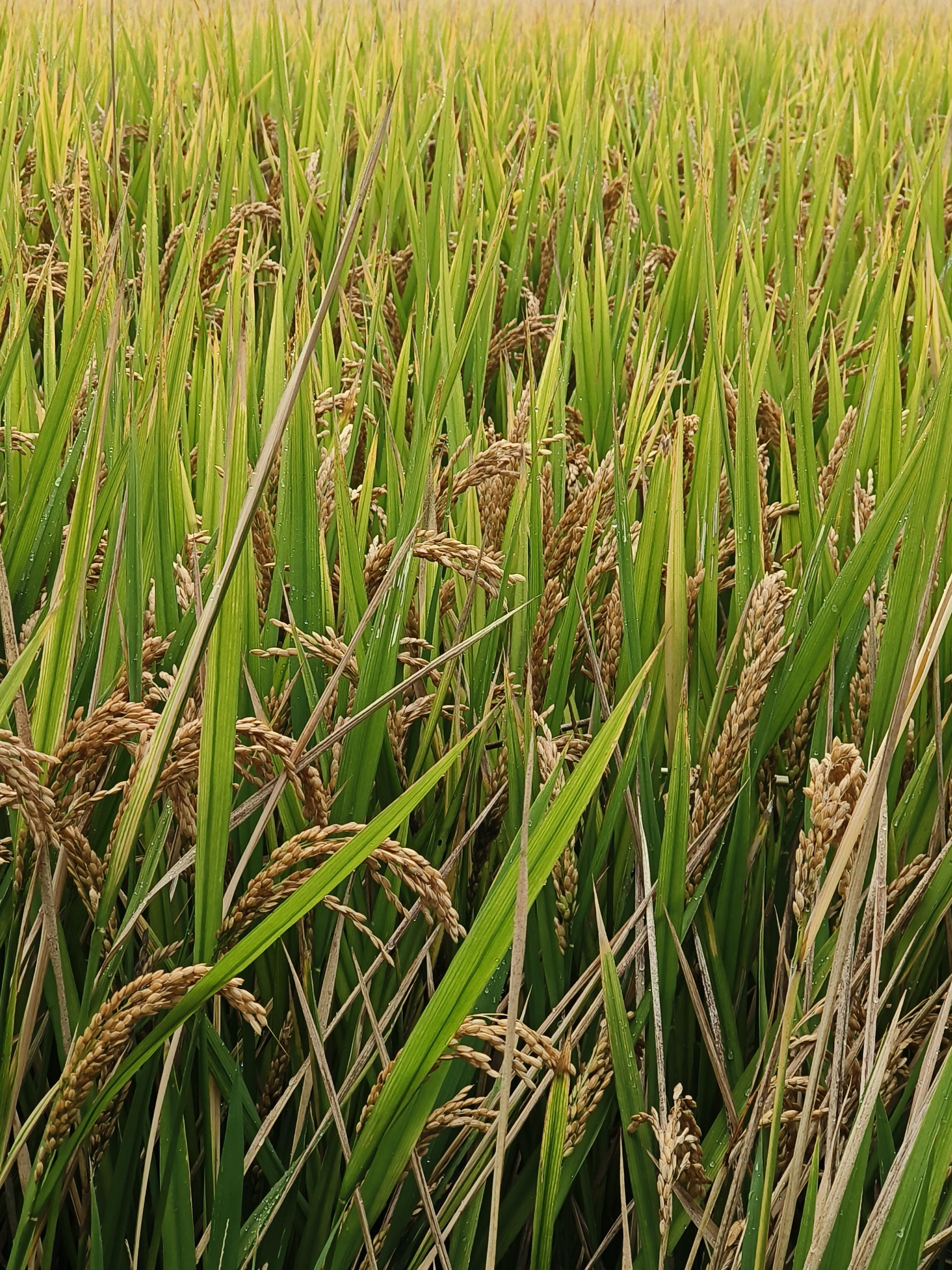 成片成片的稻子,还是下过雨之后的,可以闻到空气中淡淡的味道