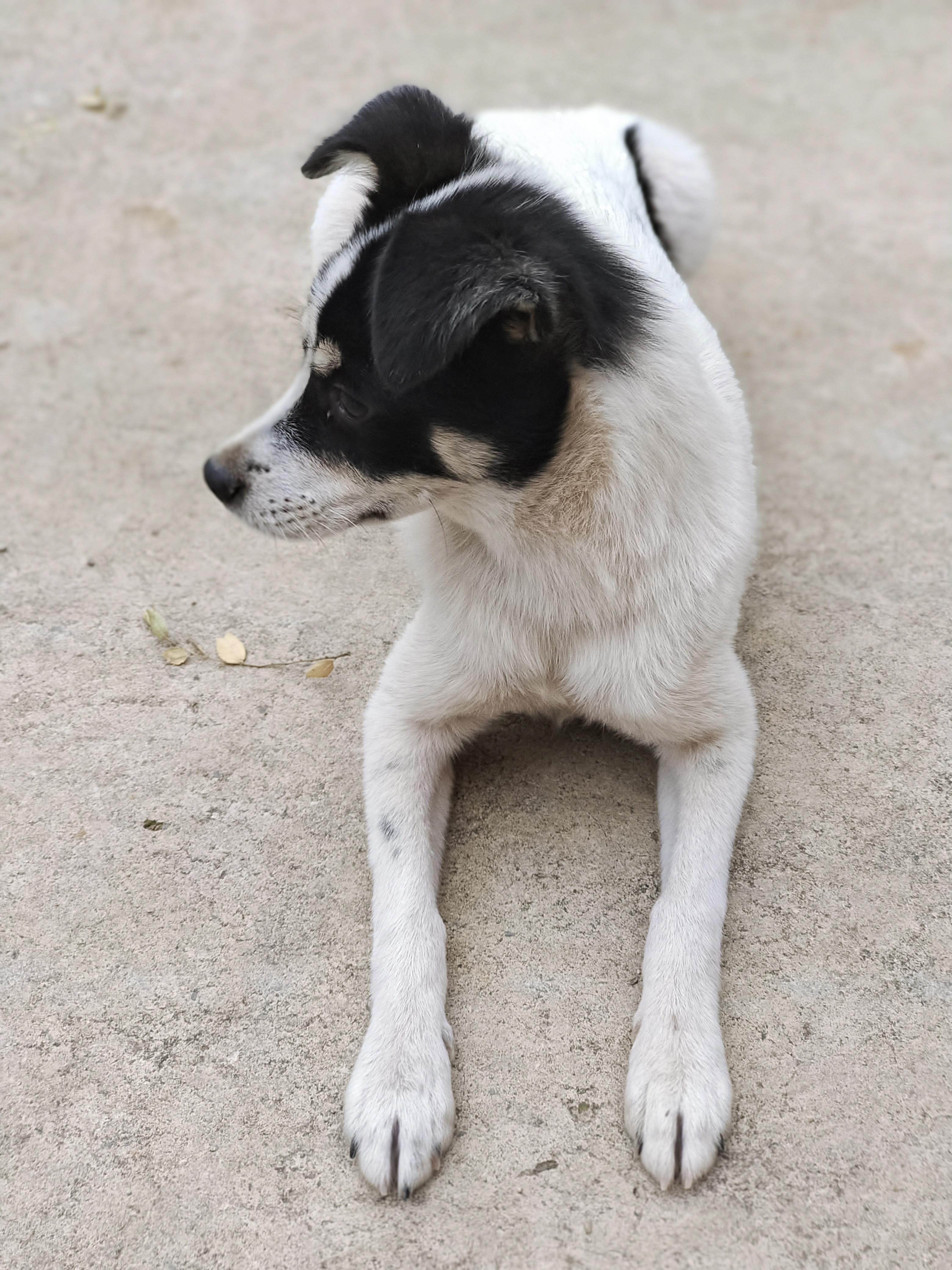 潇湘妃子 的想法: 再也没有一只狗可以让我怀念很久 |  a data-pin