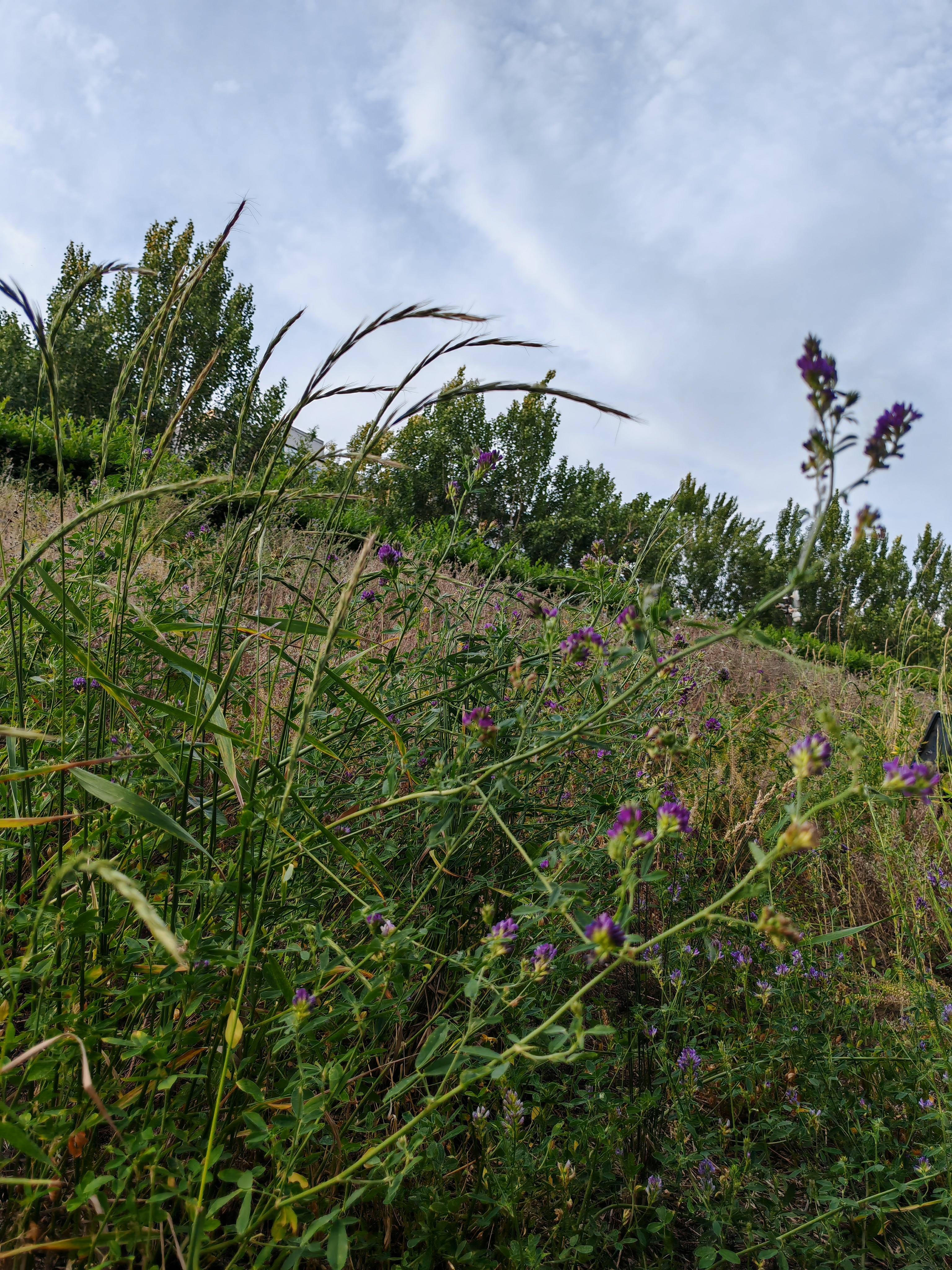 好似宫崎骏漫画里经常出现的山坡,野草野花铺满山坡,蓝天白云映射出