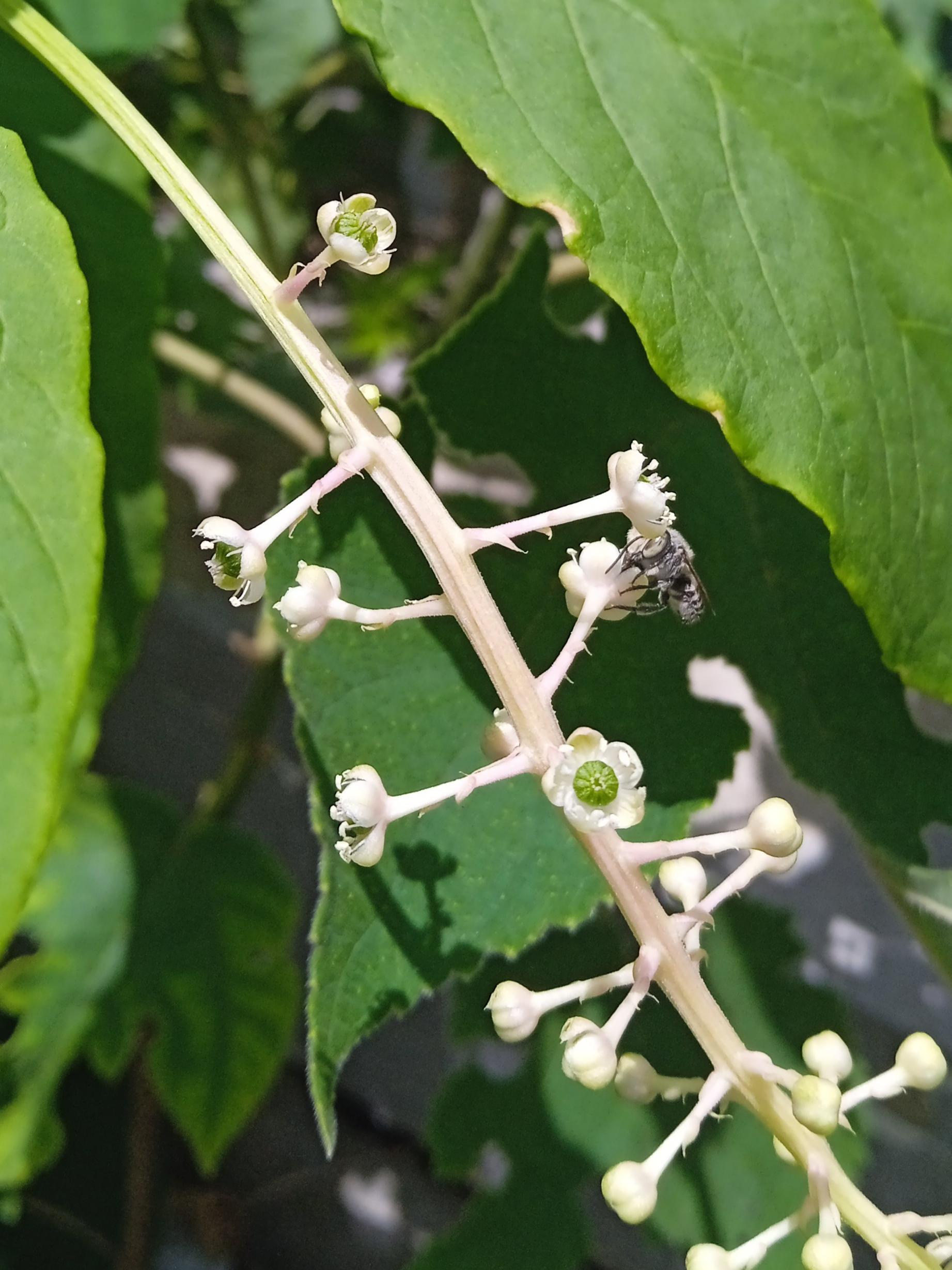 垂序商陆是漂亮的植物,总状花序,心皮合生,花刚开时能找到雄蕊,此