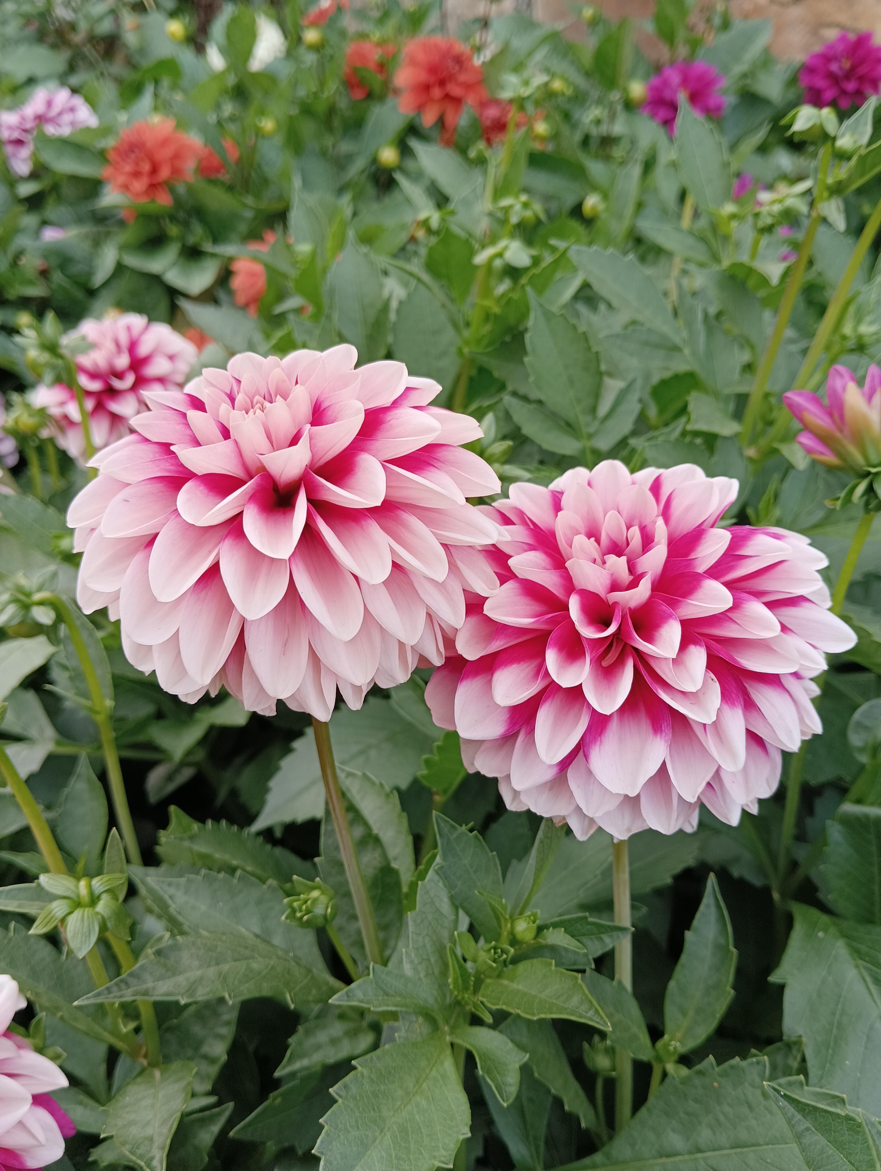 小蛮兔 的想法: 考考你,这花叫啥名字?