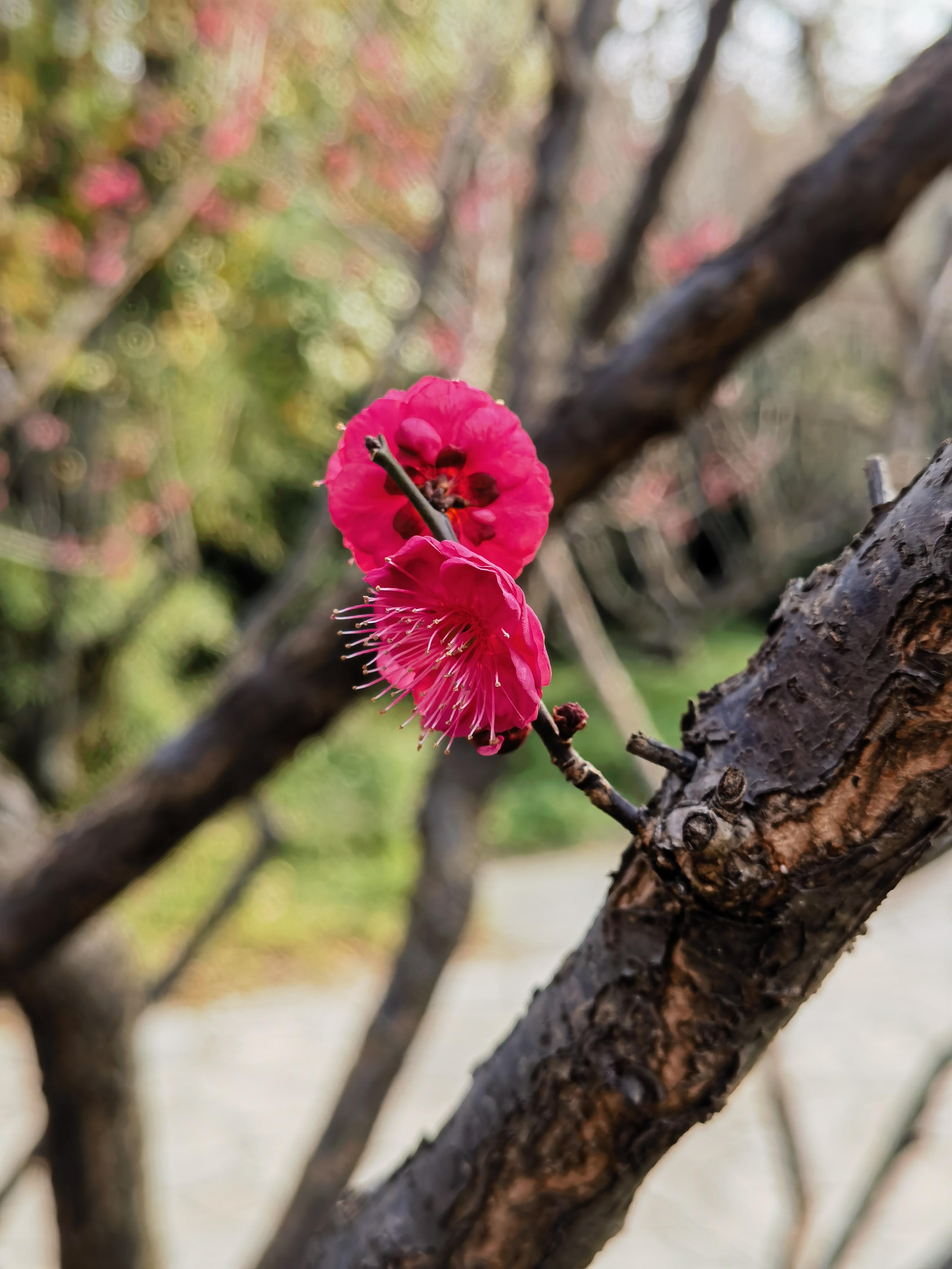 梅花有什么颜色图片