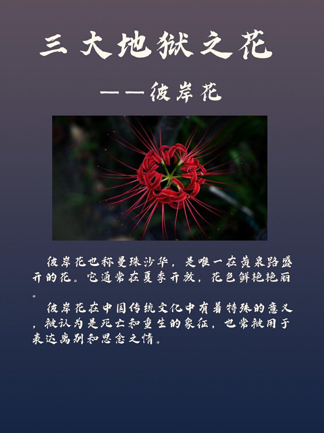 子易先生 的想法: 民间三大地狱之花:1,曼陀罗花曼陀罗花的花语是不可