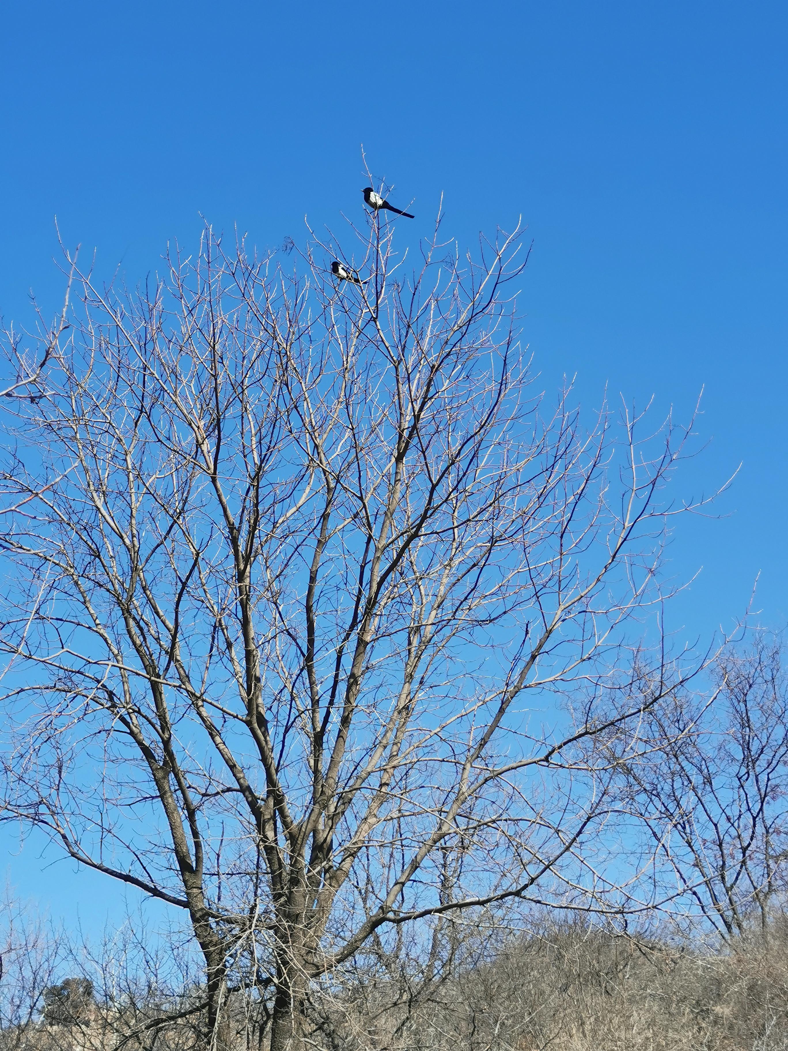 张东生-石家庄 的想法: 喜鹊挂枝头 br>今天农历初七,明天农历初八,也