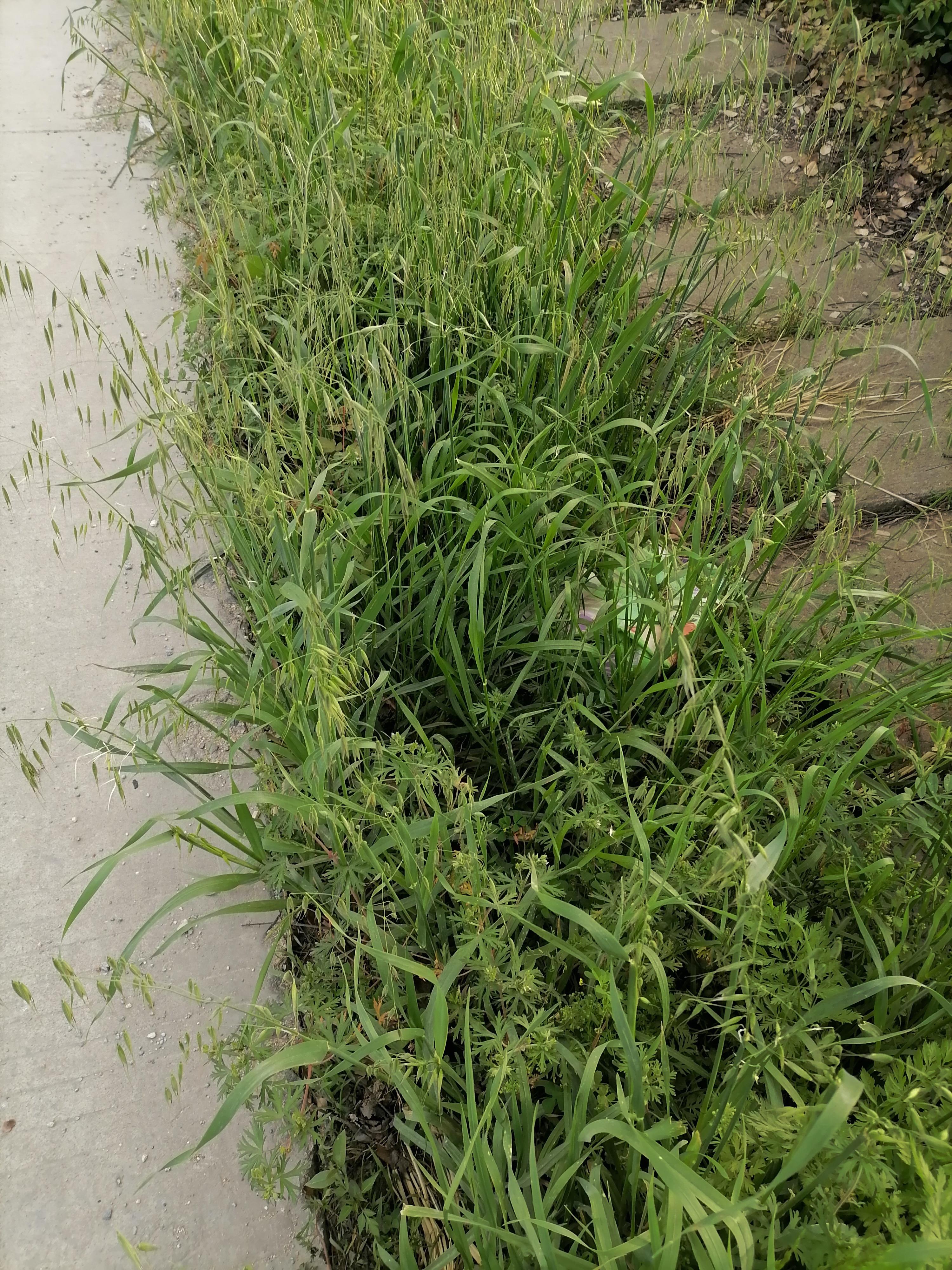 楚田之行 的想法: 荠麦青青 | 荠麦,又称野麦子,与人工培育的麦子不同