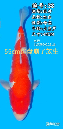 过八十那些都是不太可能的事情不要扯什么普通锦鲤和纯血统锦鲤对比
