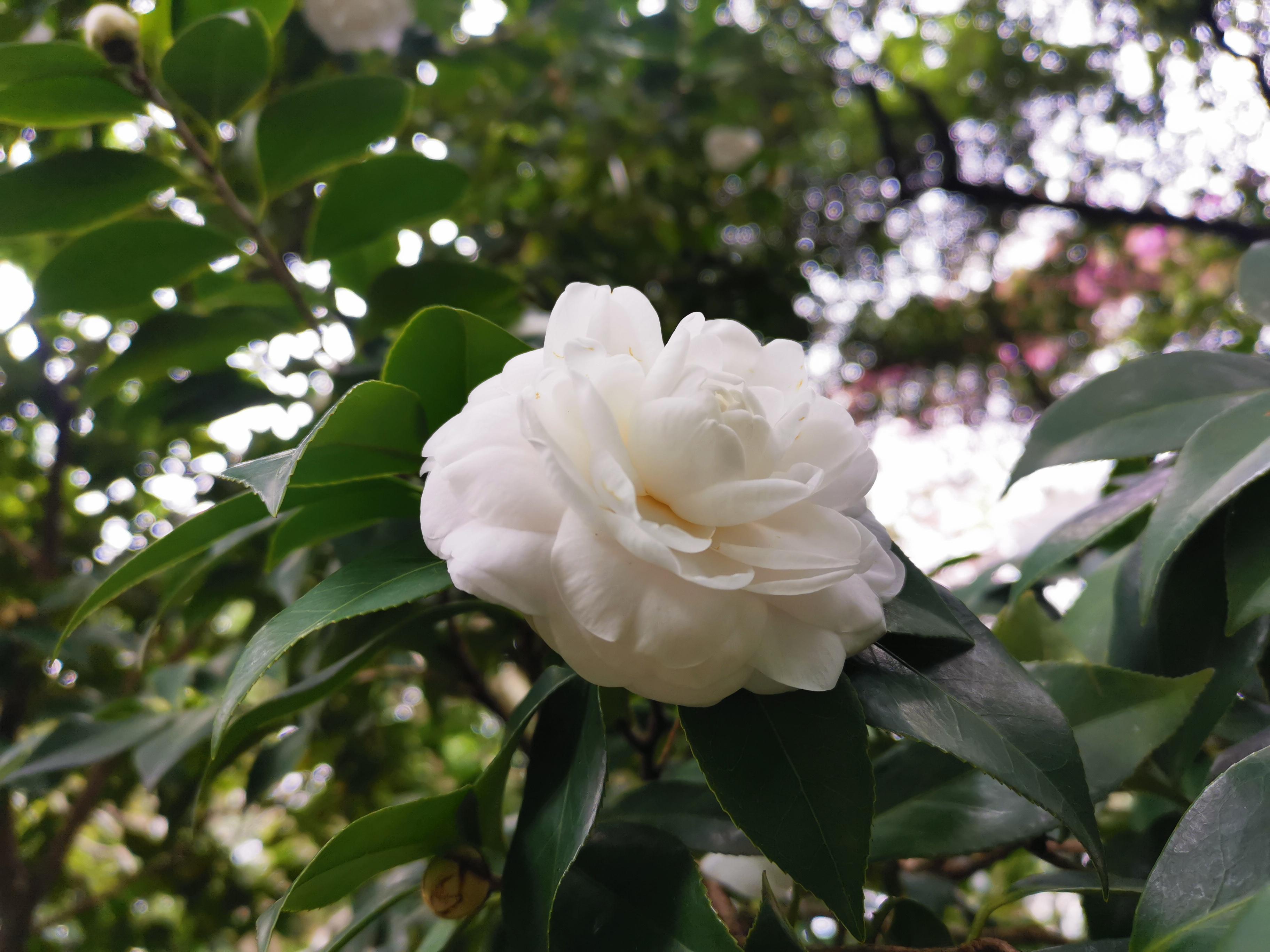 野生白茶花图片