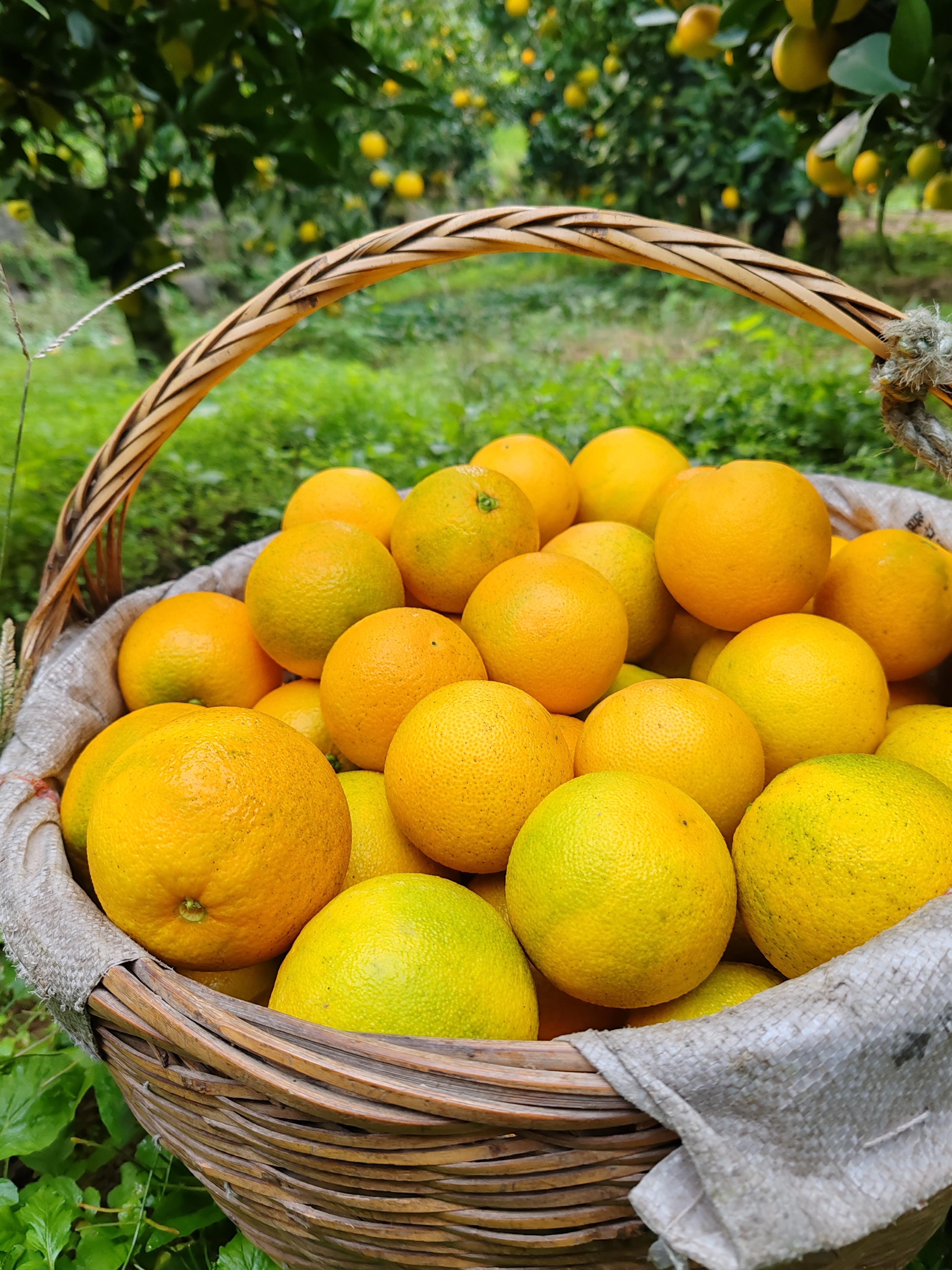 秭归橙子和水果 的想法: 九月红92 br>67采摘中 br>67好大的