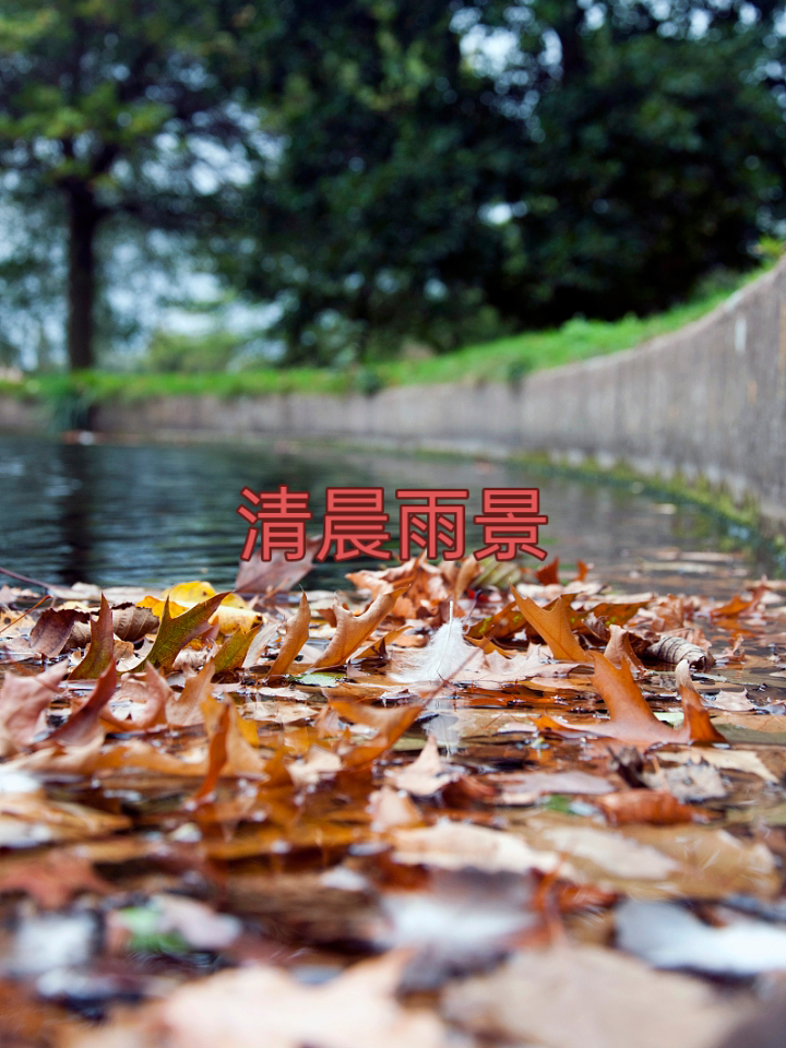 悠然自得 的想法: 清晨的小雨