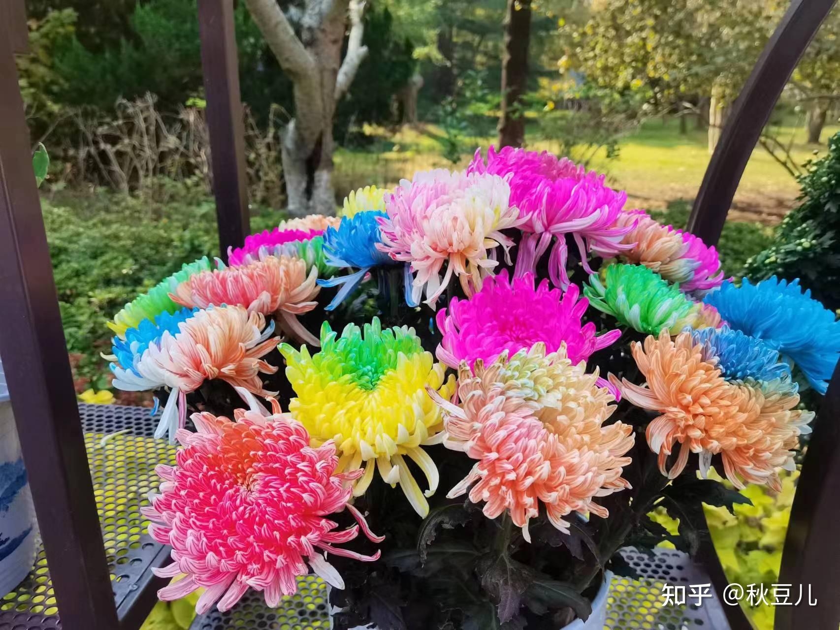 秋豆儿 的想法: 菊花展 | 青岛中山公园展菊花 br>七彩菊花,孔雀造型