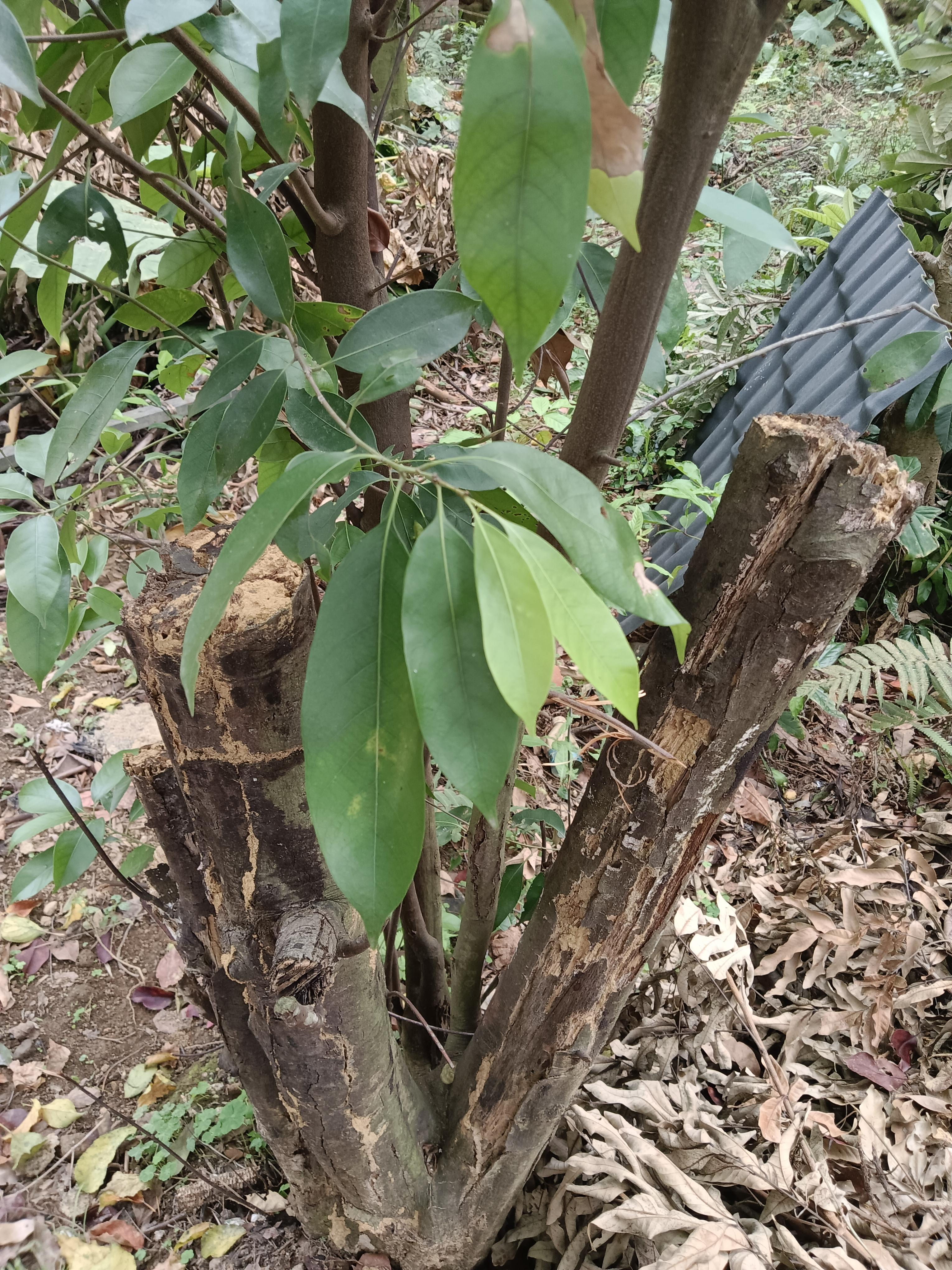 心愉学习园地 的想法: 罗浮山甜茶