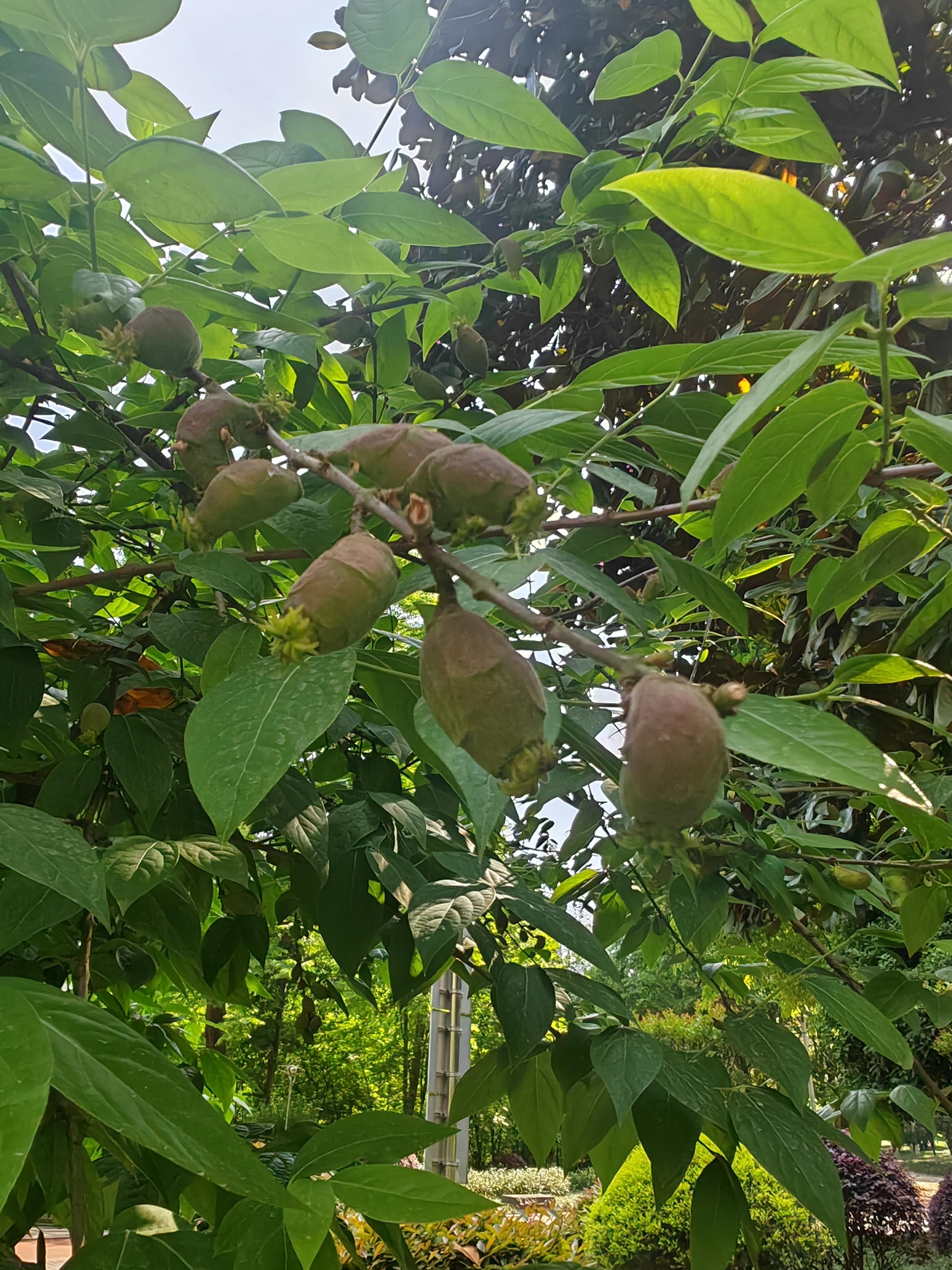 windy 的想法: 腊梅的果实