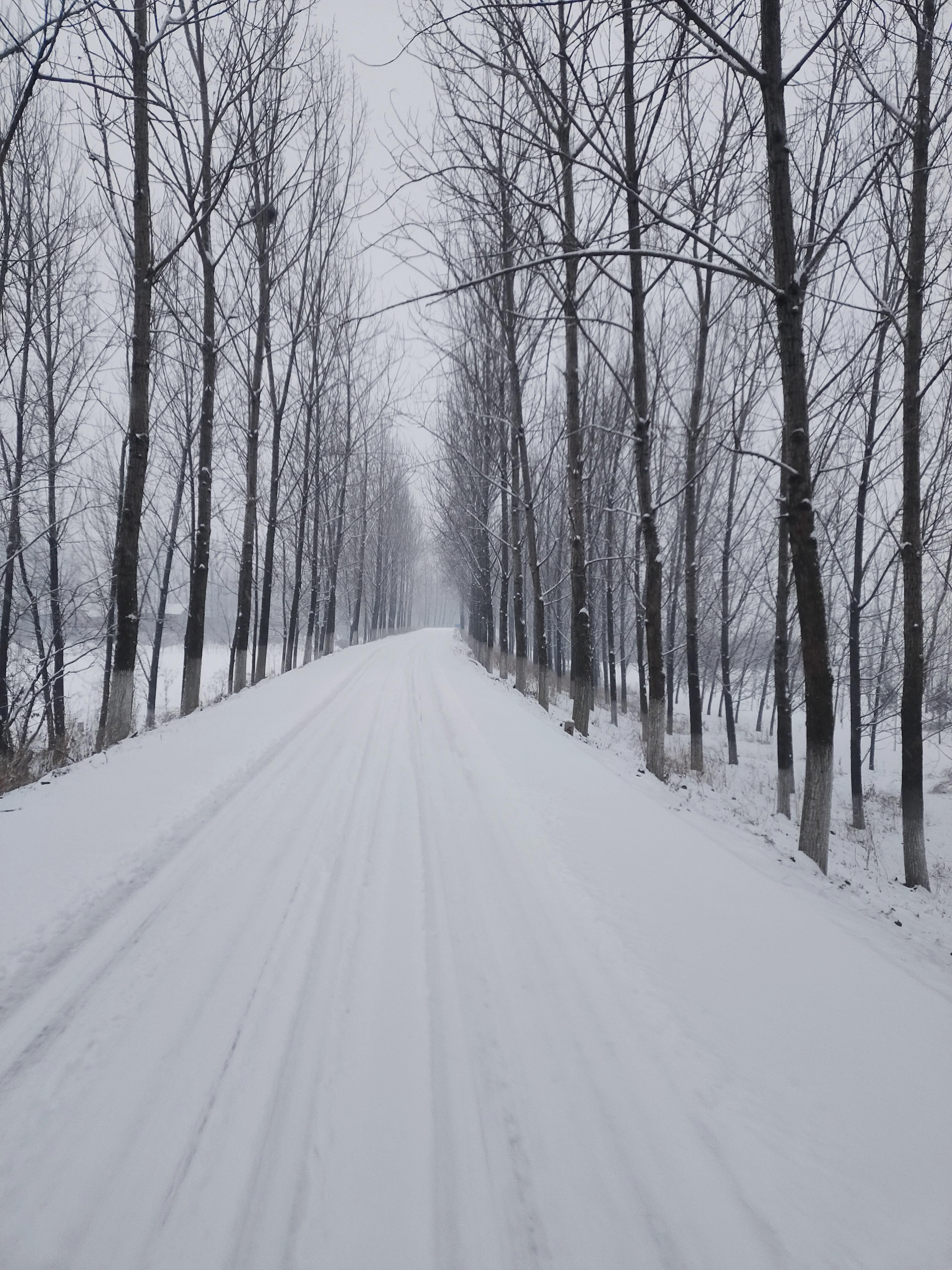 冬天飘雪图片 景色图片