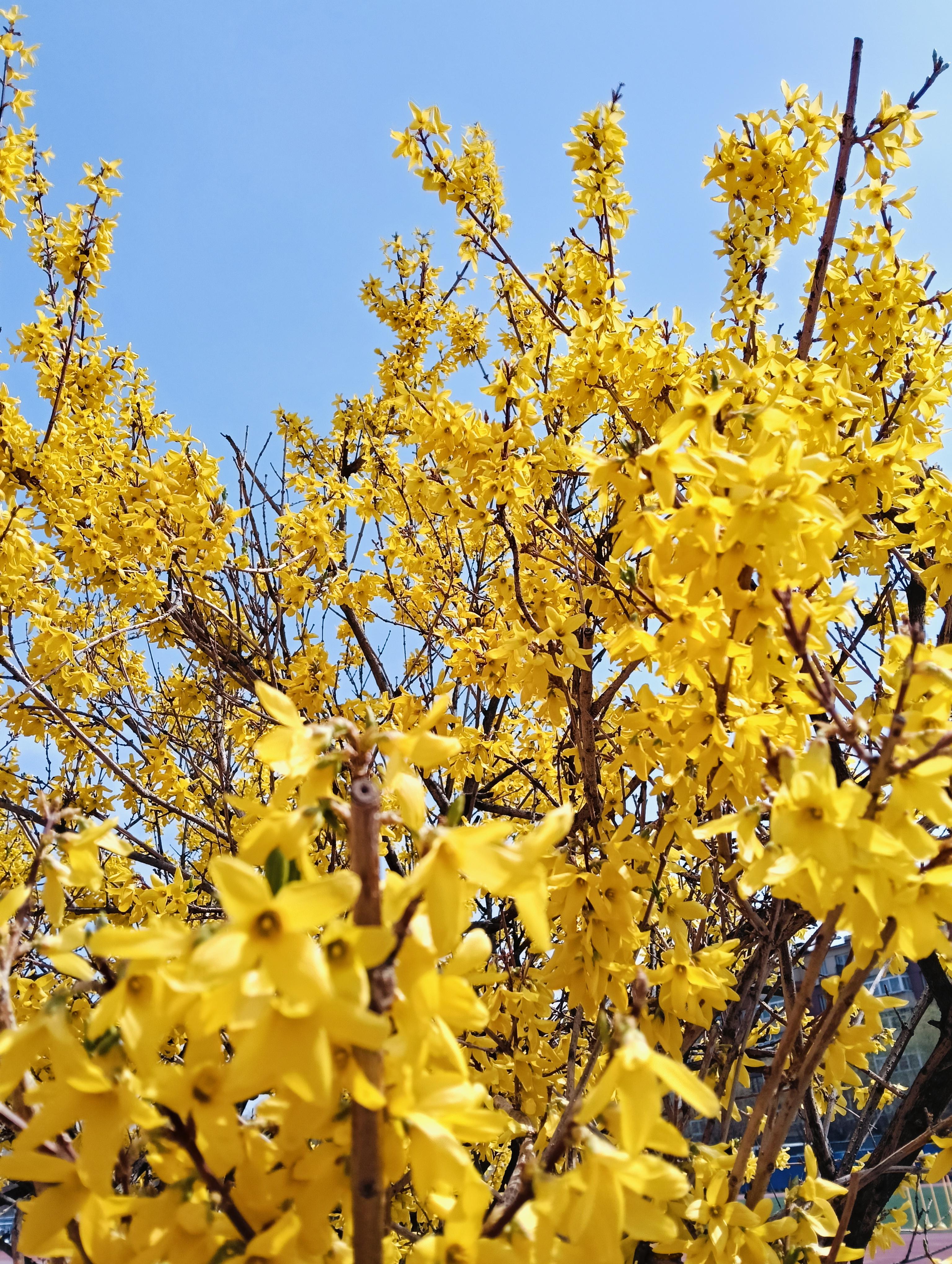 又迎来了一种花开,金黄的花瓣在蓝天下是如此耀眼,这就是连翘花