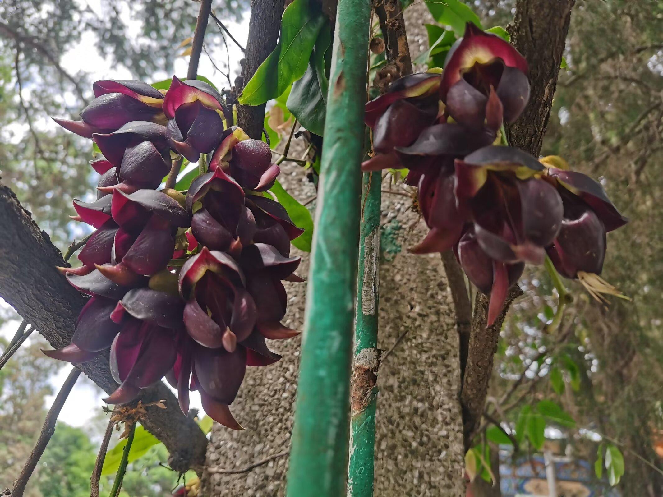 朱雀花,别名白花油麻藤,禾雀花,花期四月份到六月份,果期六月份到