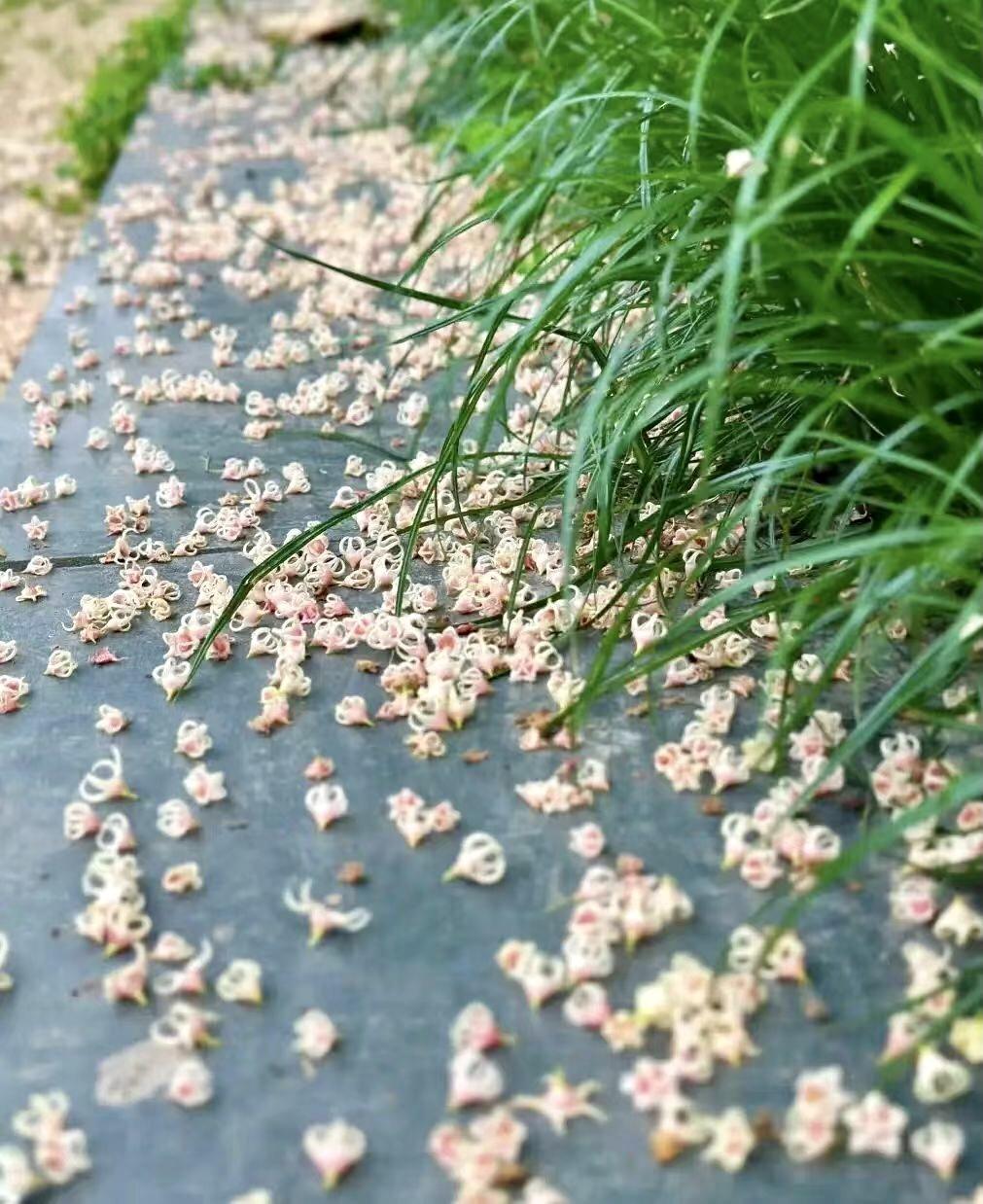 骥力 的想法: 花开花落