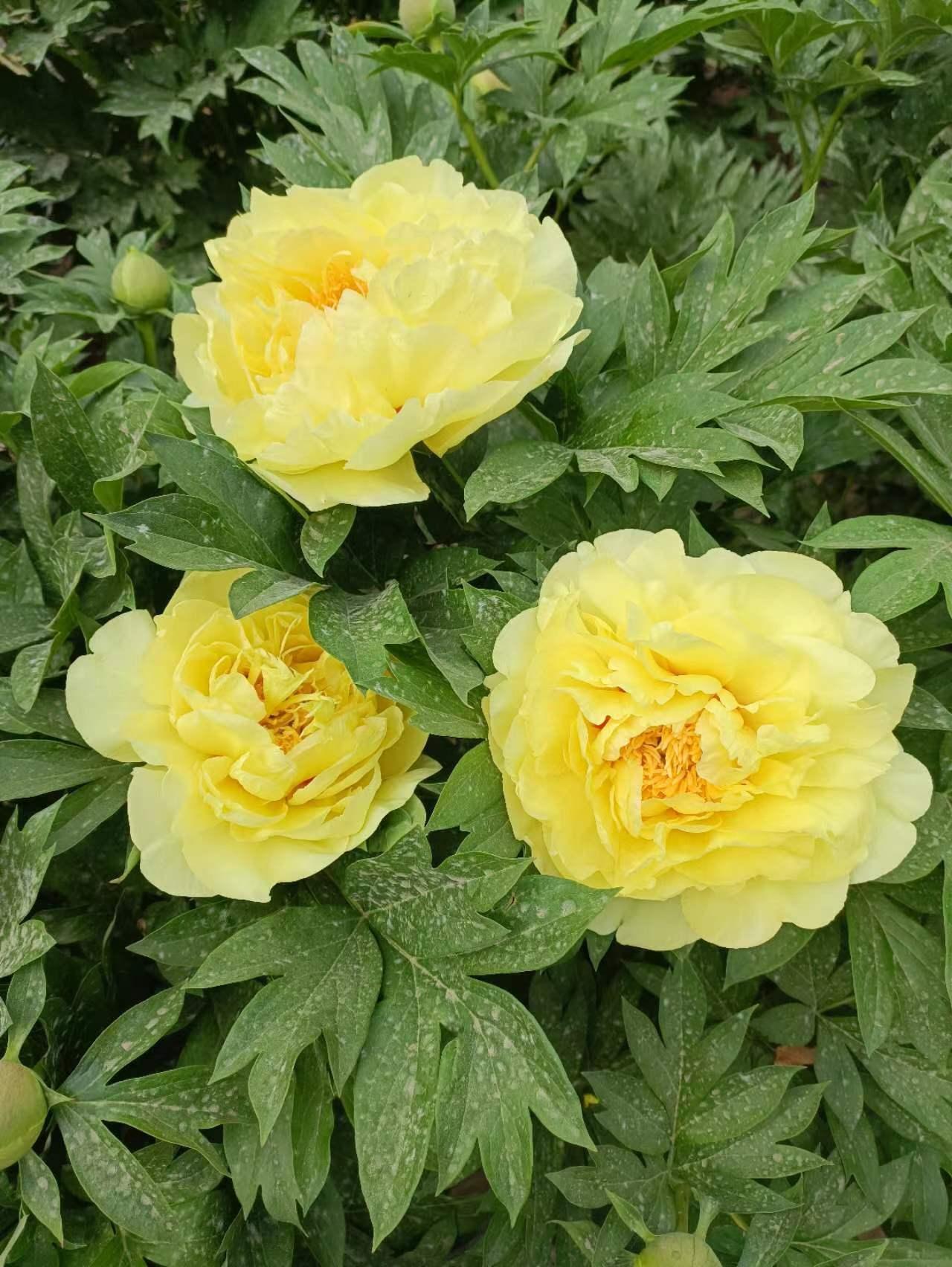 我和三个女同学自驾去了离我们有30多公里的隶属于坊子区的锦绣牡丹园