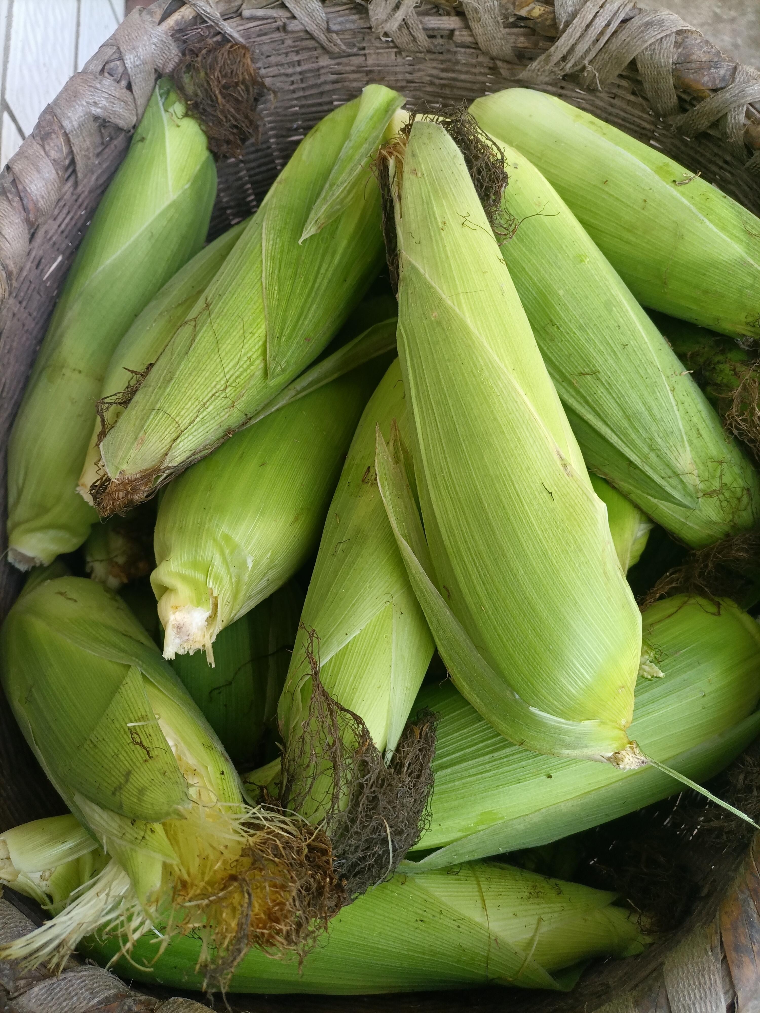 天终于放晴了趁着周末回家搬包谷新鲜的玉米又甜又糯只可惜被虫子啃了