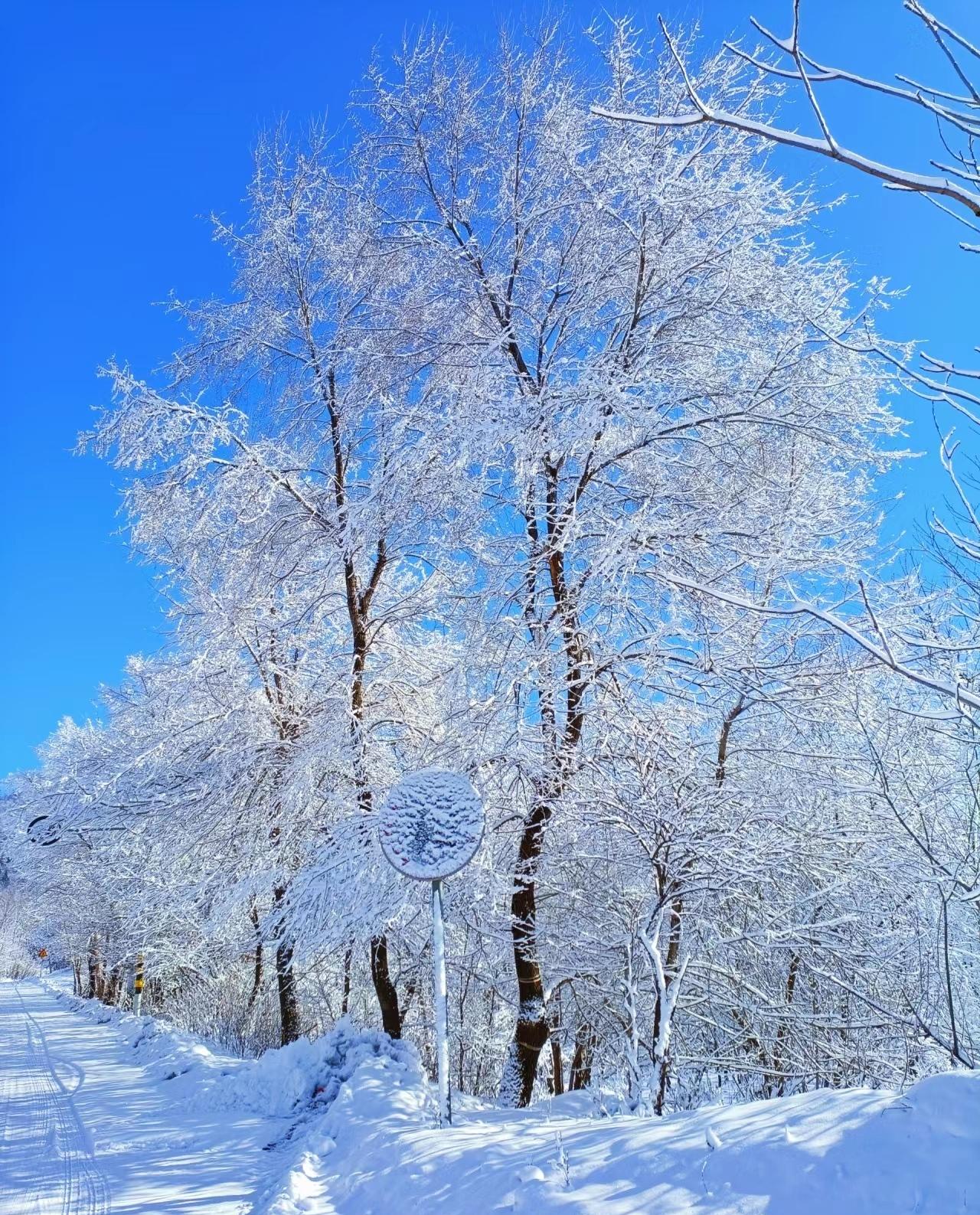 皑皑白雪天地为霜图片