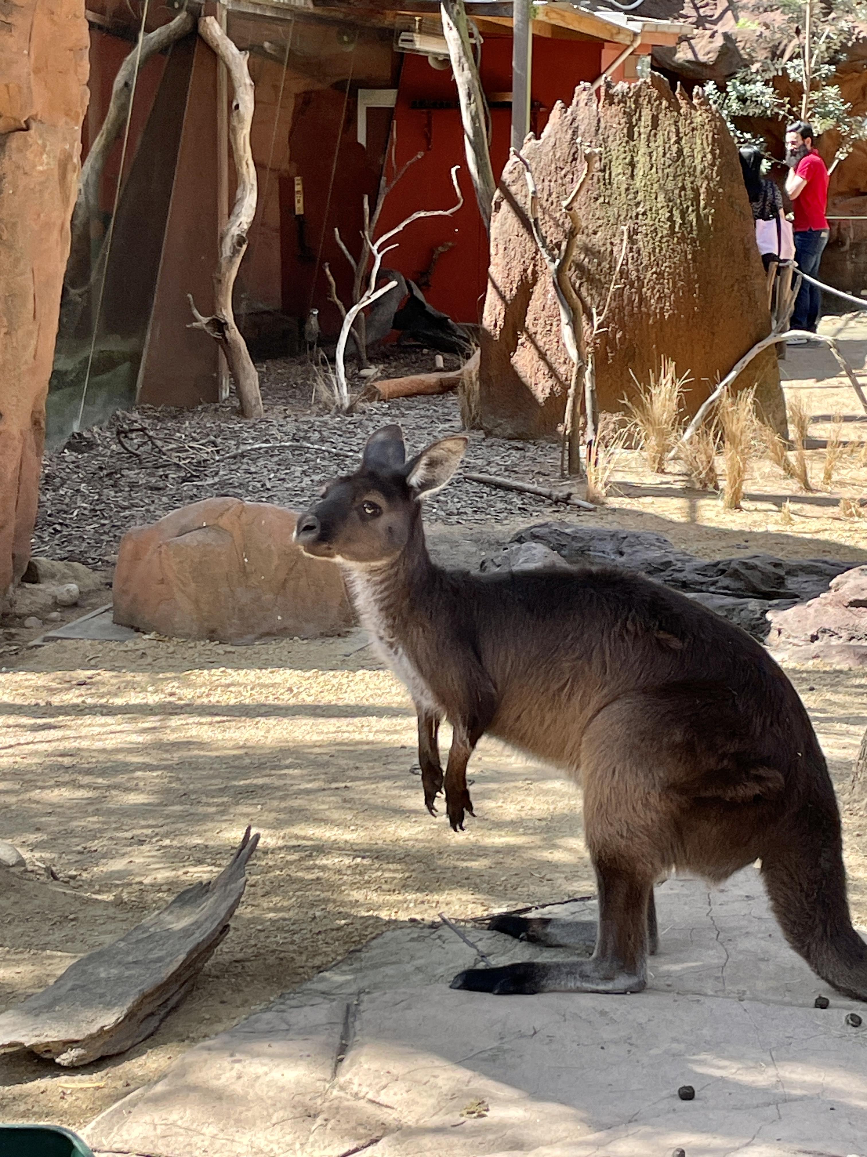 与人为善 的想法: 悉尼野生动物园,值得一逛～ | 今天第一次摸活着的