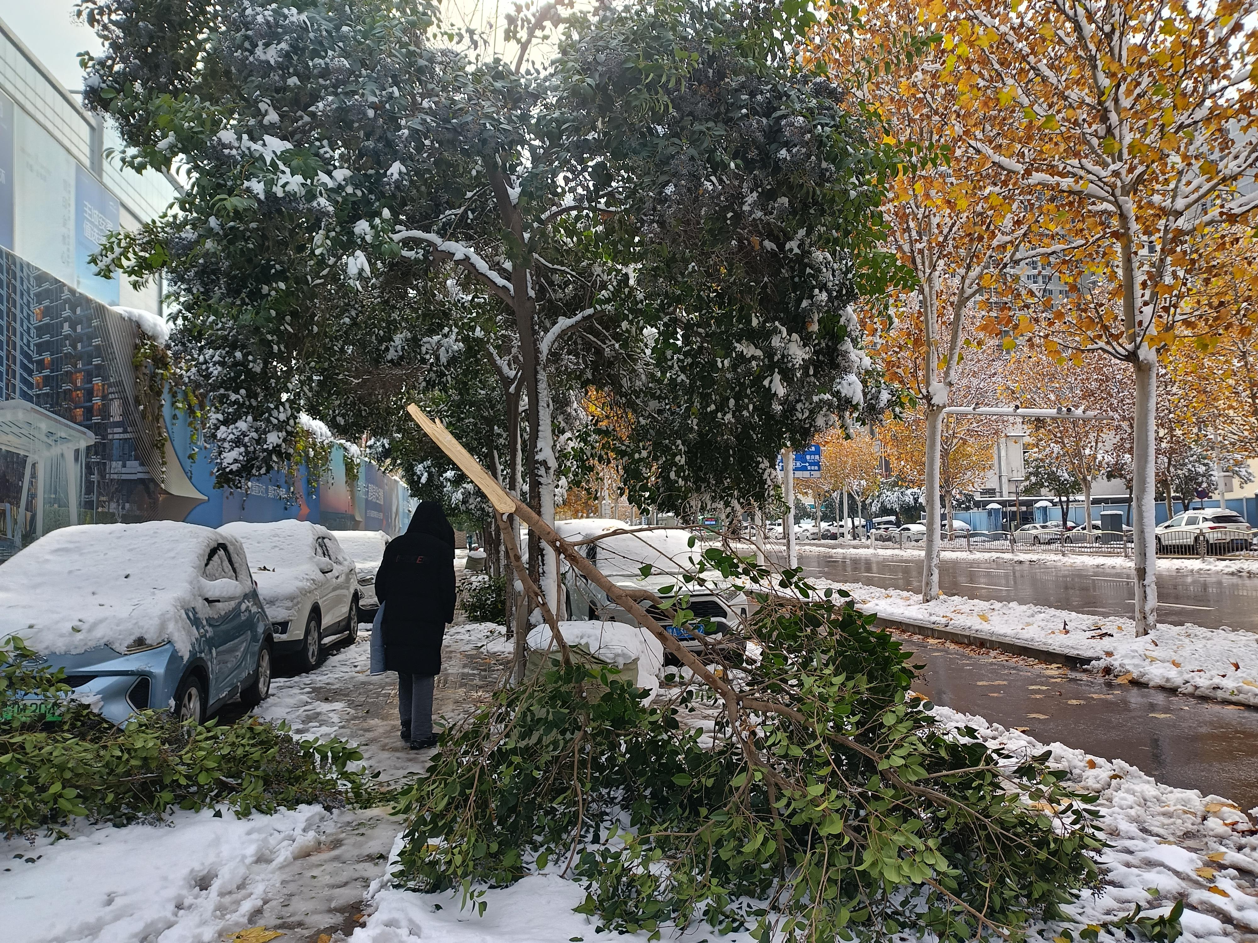 无相轩主 的想法: 看这些折断的树枝,就知道郑州的雪有多大了