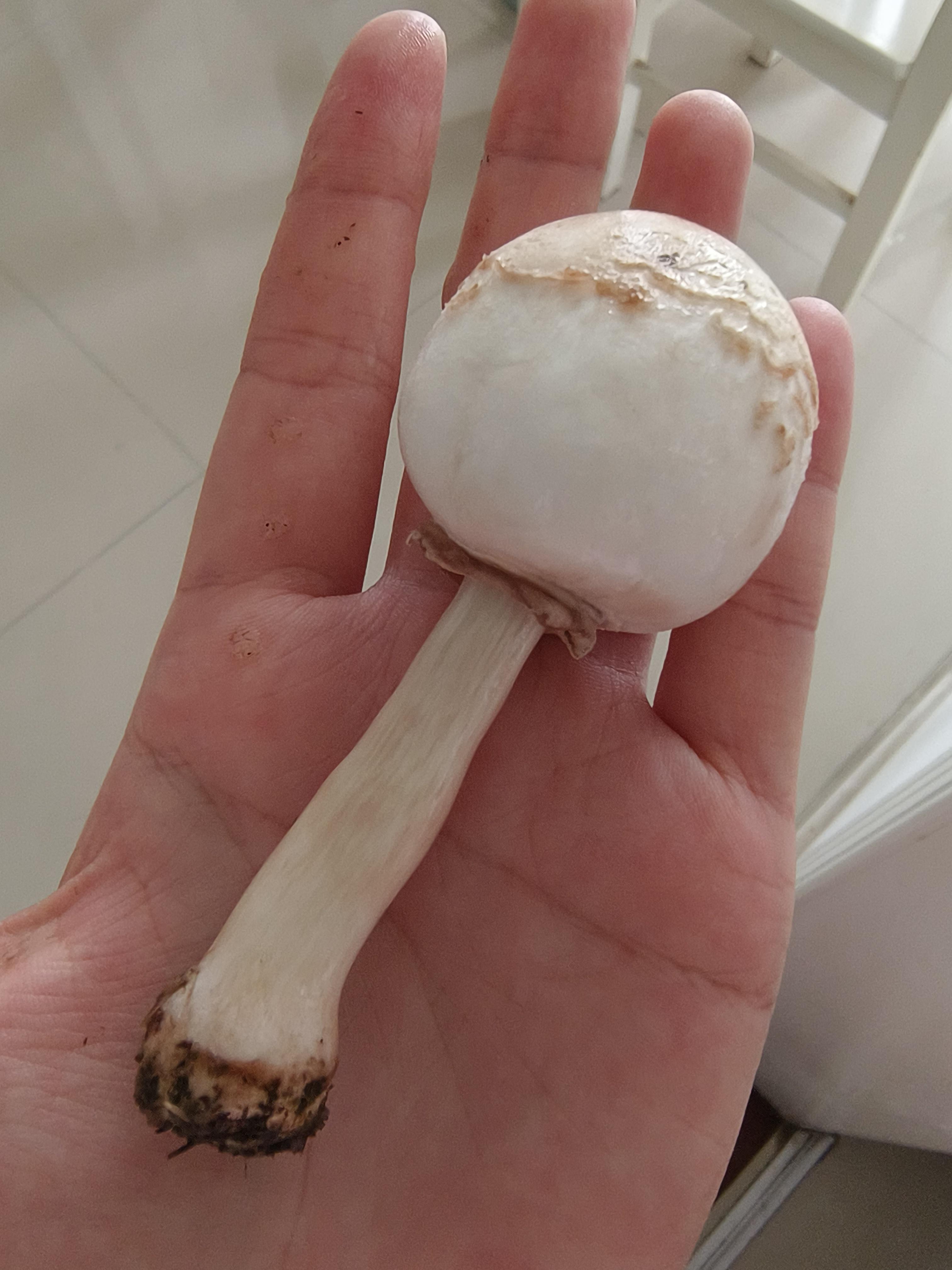 悦悦 的想法: 像棒棒糖的蘑菇,能吃吗在线等,急