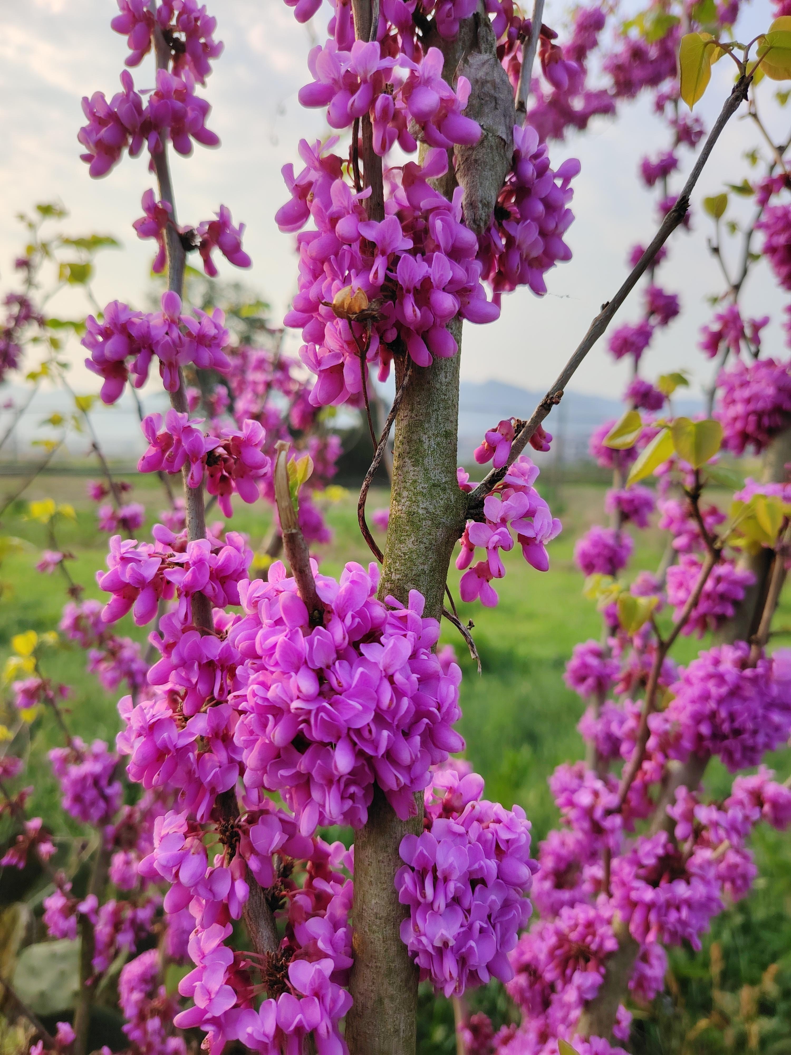 我的摄影日记 第一张图片是洋紫荆花,它的花期在10月份开,次年2