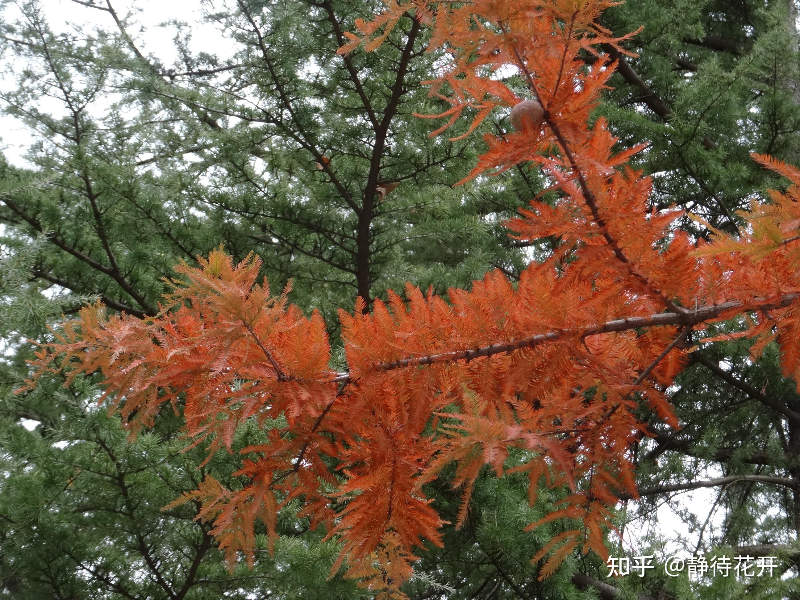 静待花开 的想法: 冬日的中山杉 | 校园里有一片中山杉,其中有些植株的叶子变红了。远看挺拔的树干之上,叶子红绿相衬,分… - 知乎