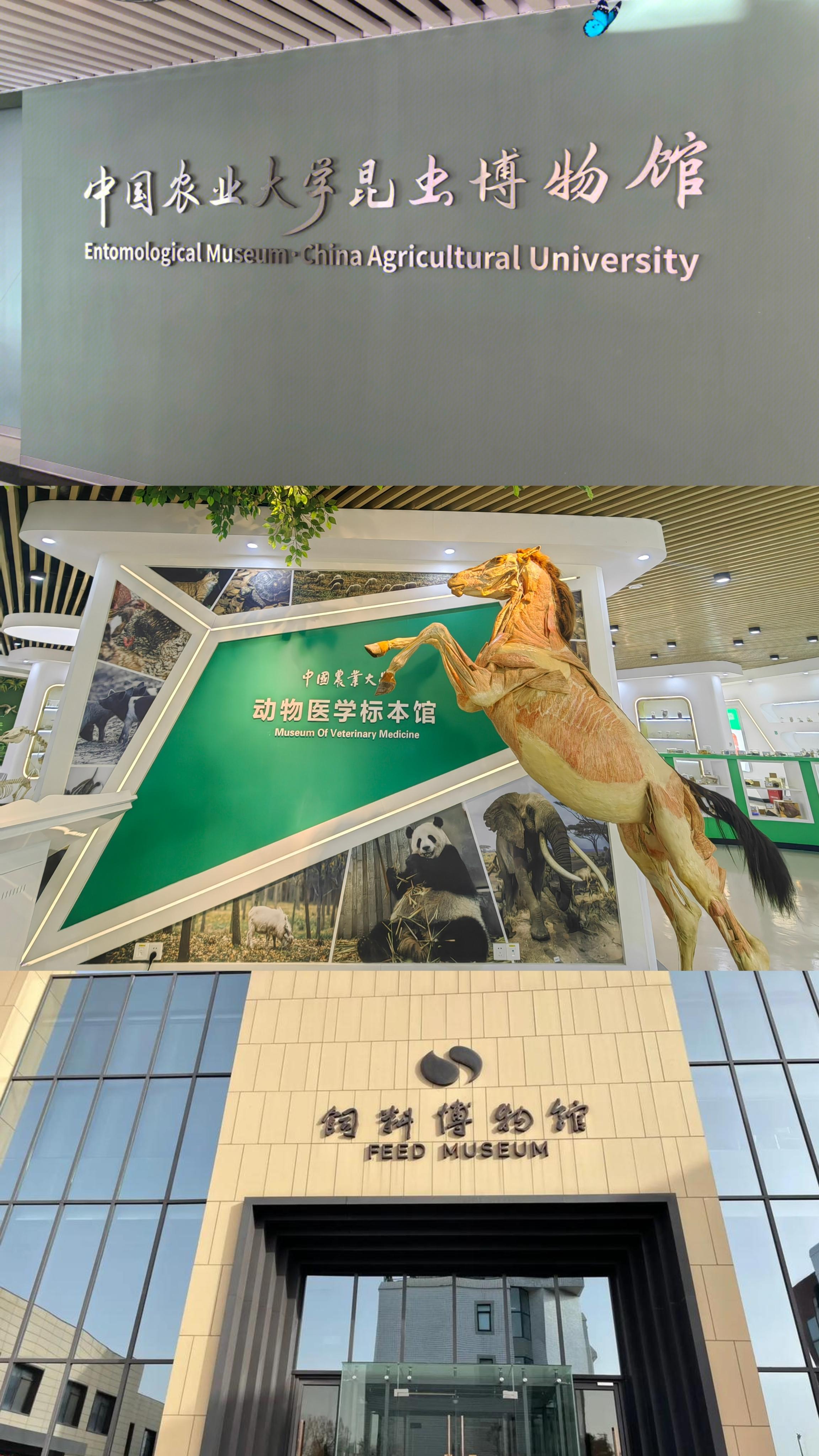 今年3月起,中国农业大学昆虫博物馆,动物医学标本馆,饲料博物馆淮复