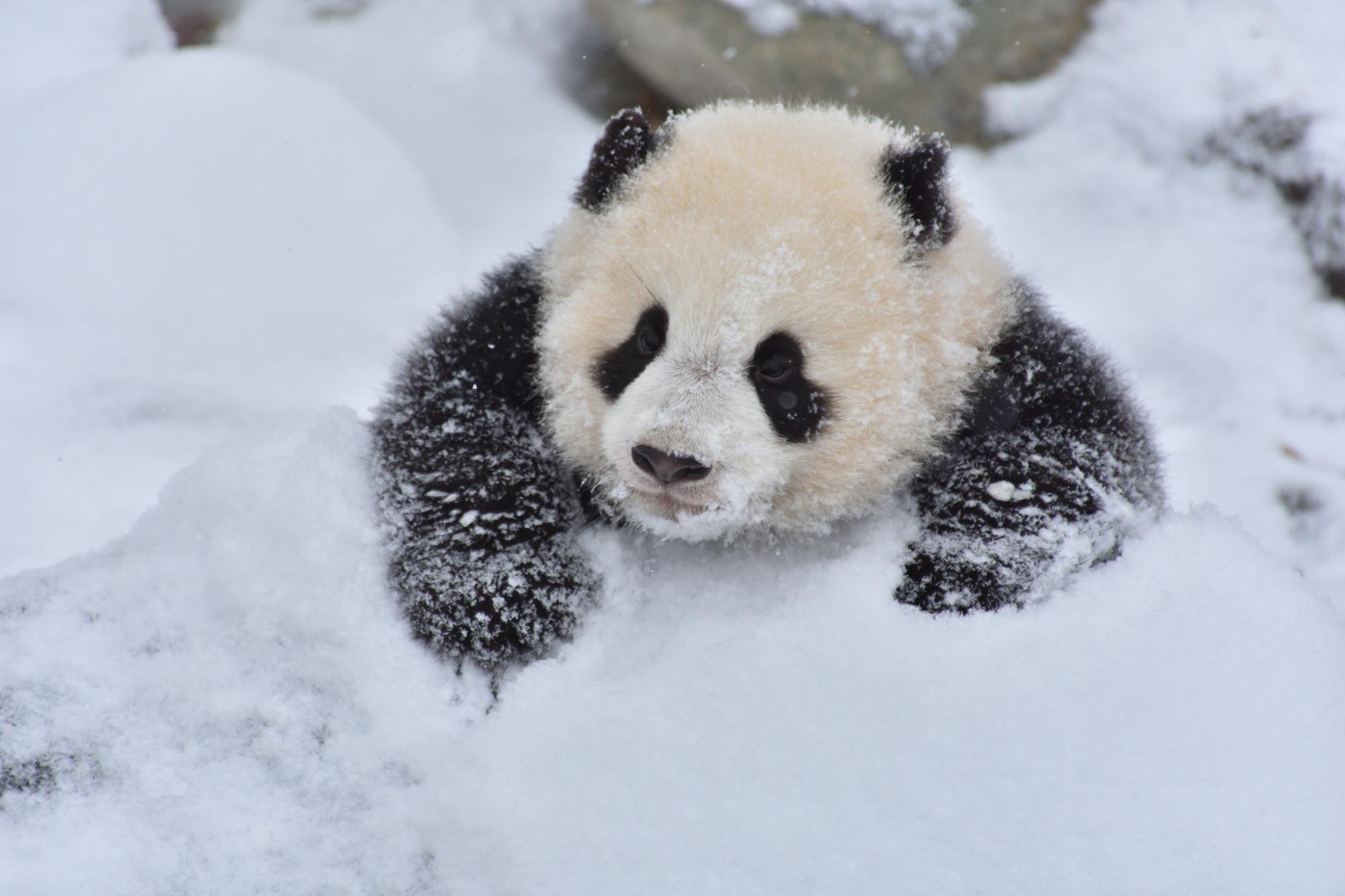 国宝大熊猫玩雪图片