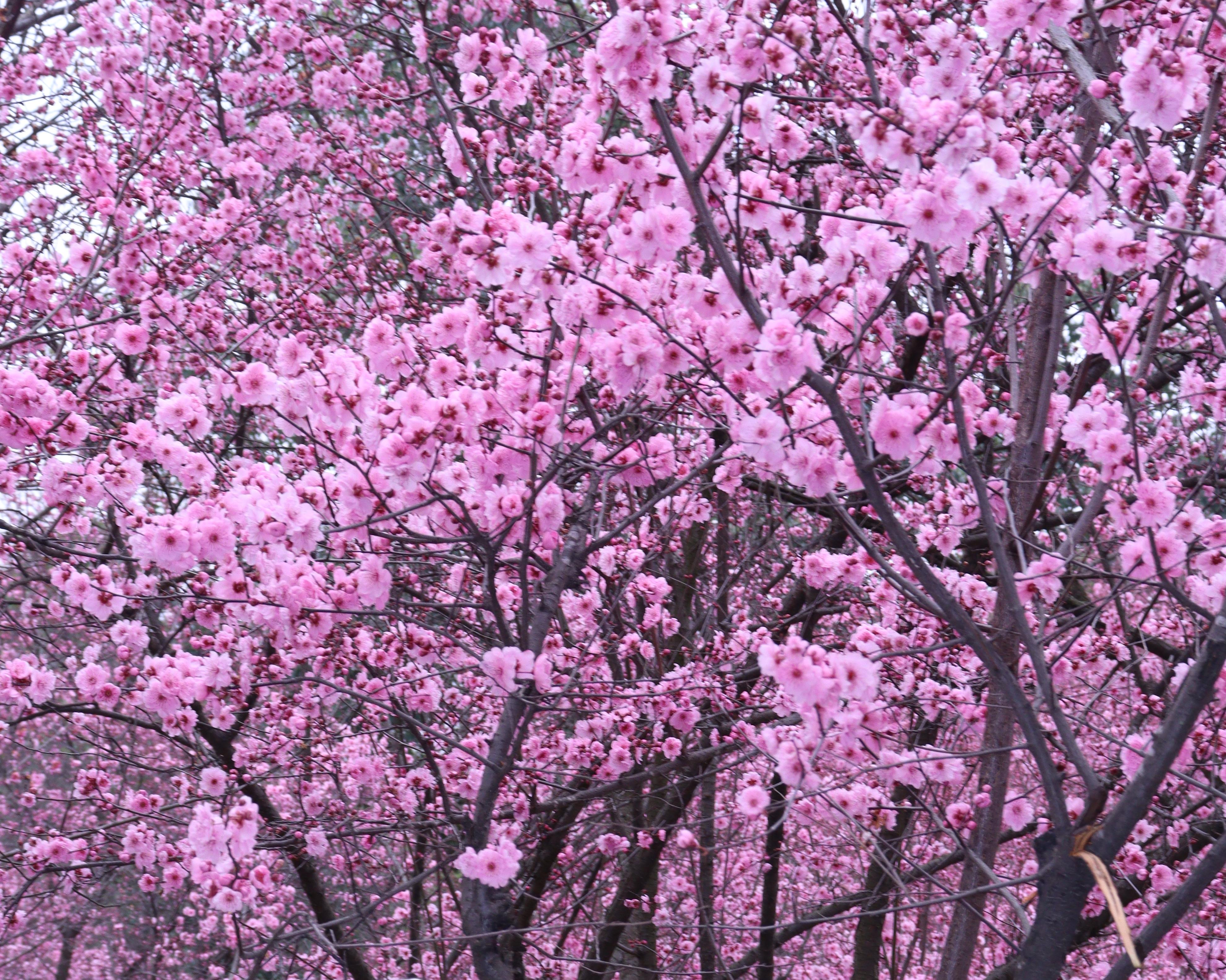 半枝 的想法: 春日樱花 | 🌿春天没有方向,春天只顾开花