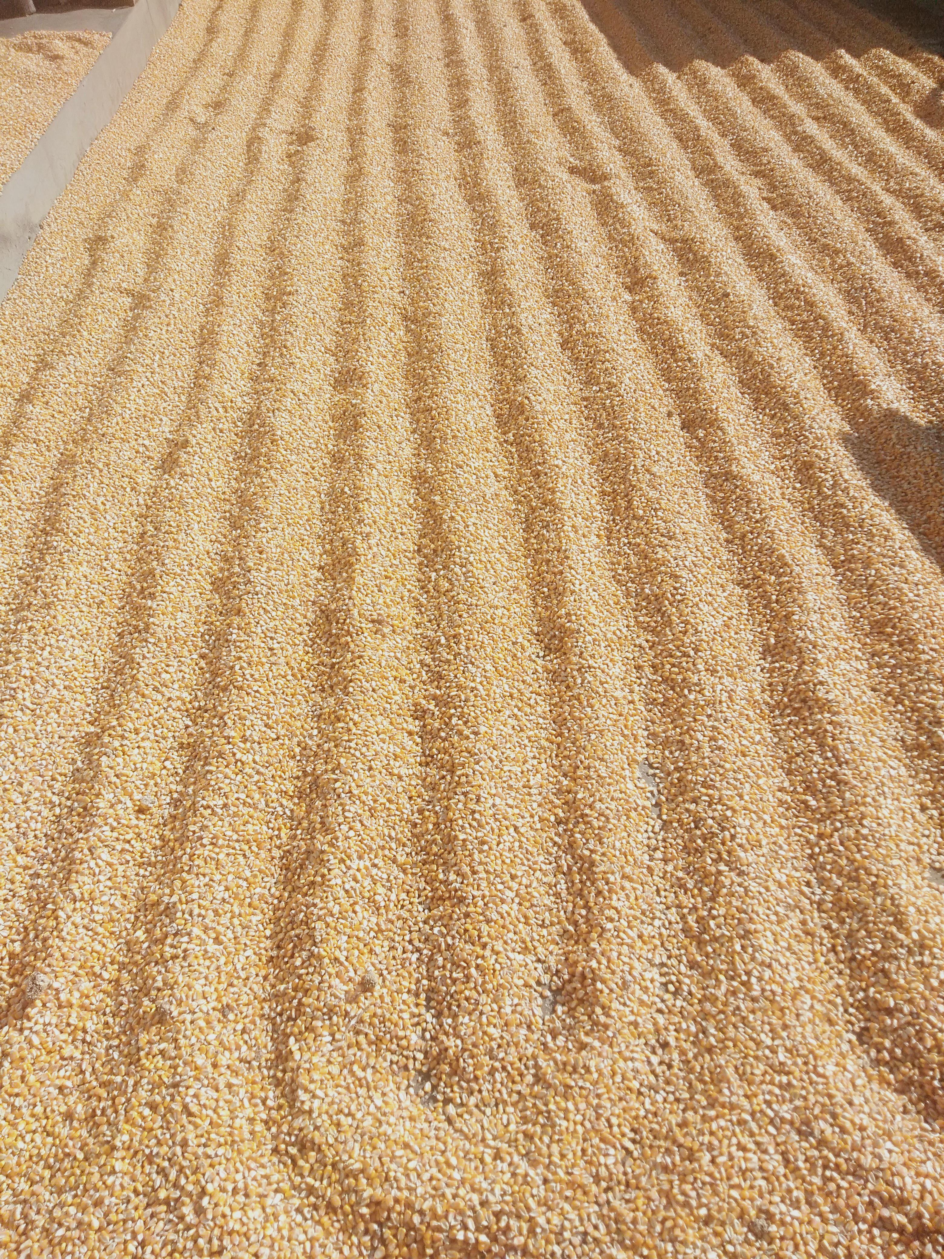 红水鱼 的想法: 晒包谷子