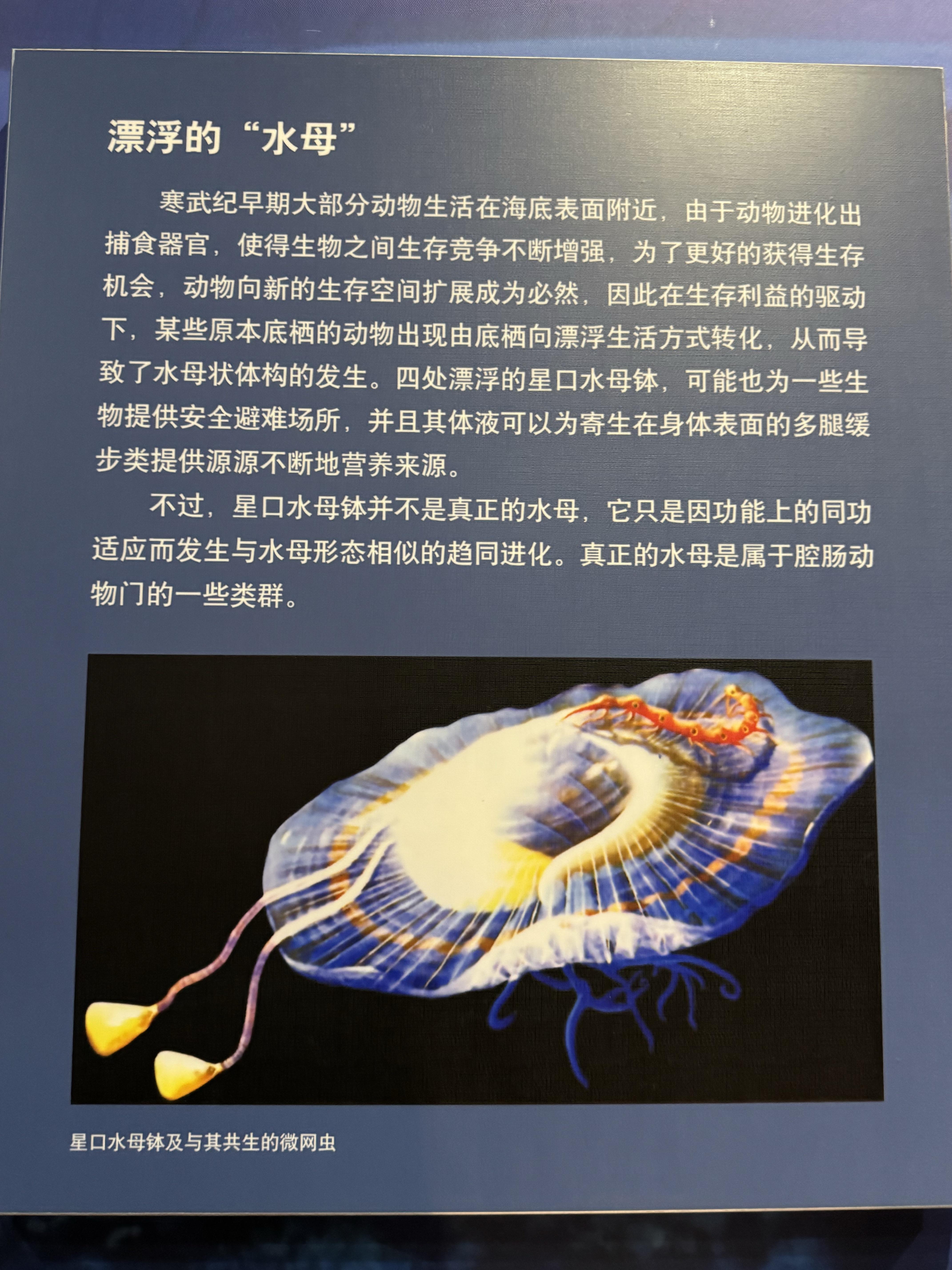 陈安 的想法 竟然能进化出假水母?