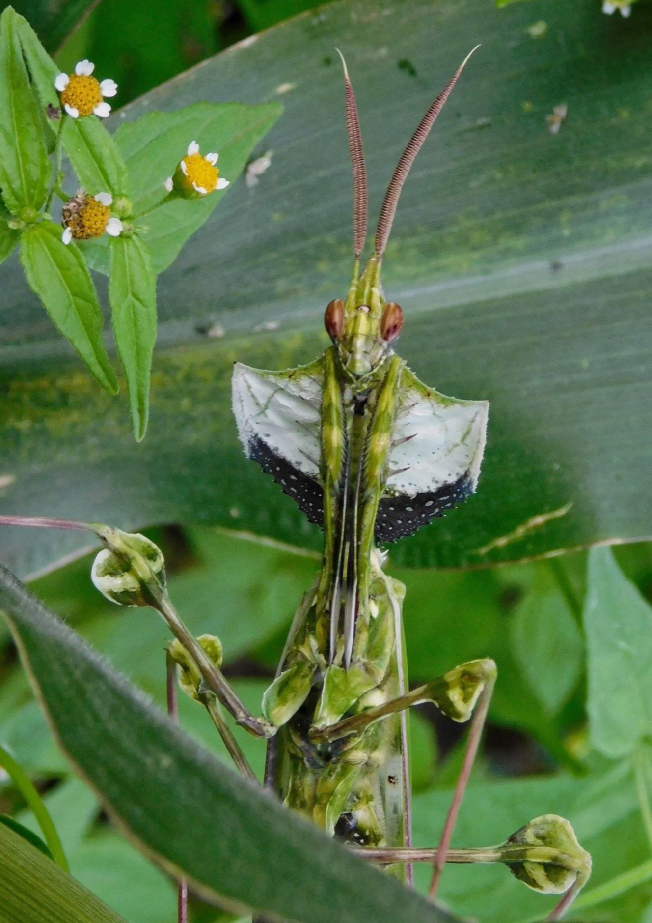 这是什么鬼玩意儿?螳螂?蝗虫? br>脖颈后面还有雨布?