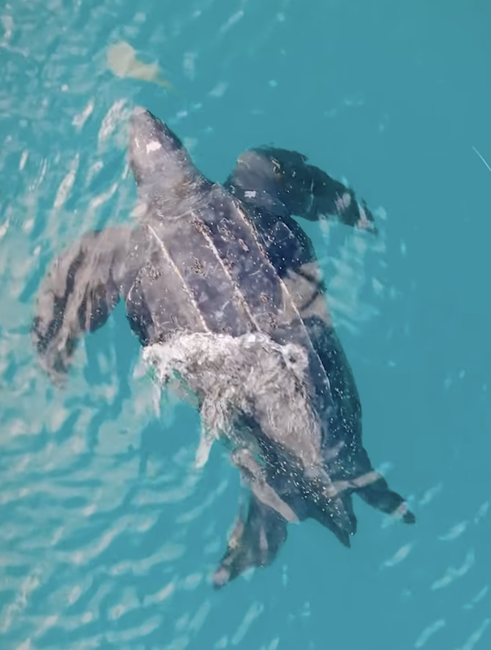 turtle | 棱皮龟(dermochelys coriacea)是现存最大的海龟,也是唯