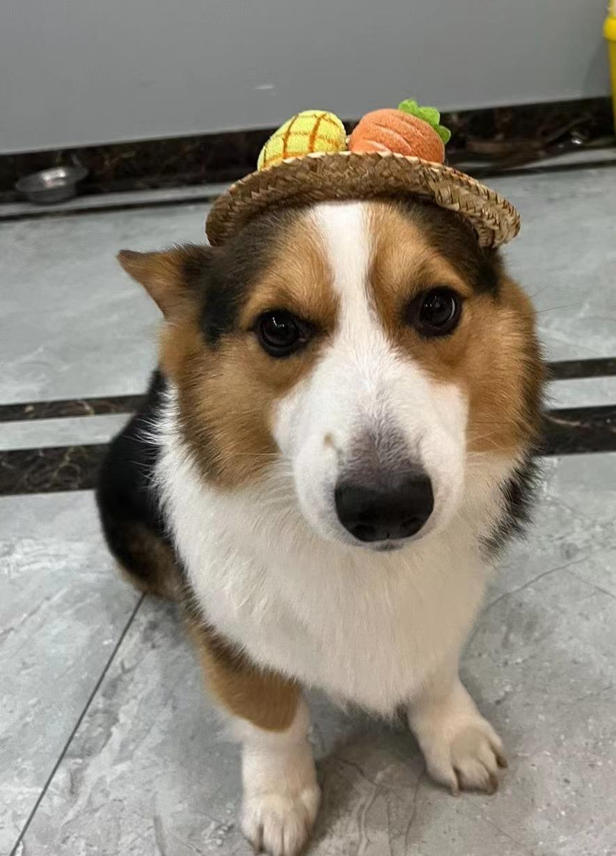 沫沫 的想法: 收下这份保姆级狗狗神经炎的攻略!