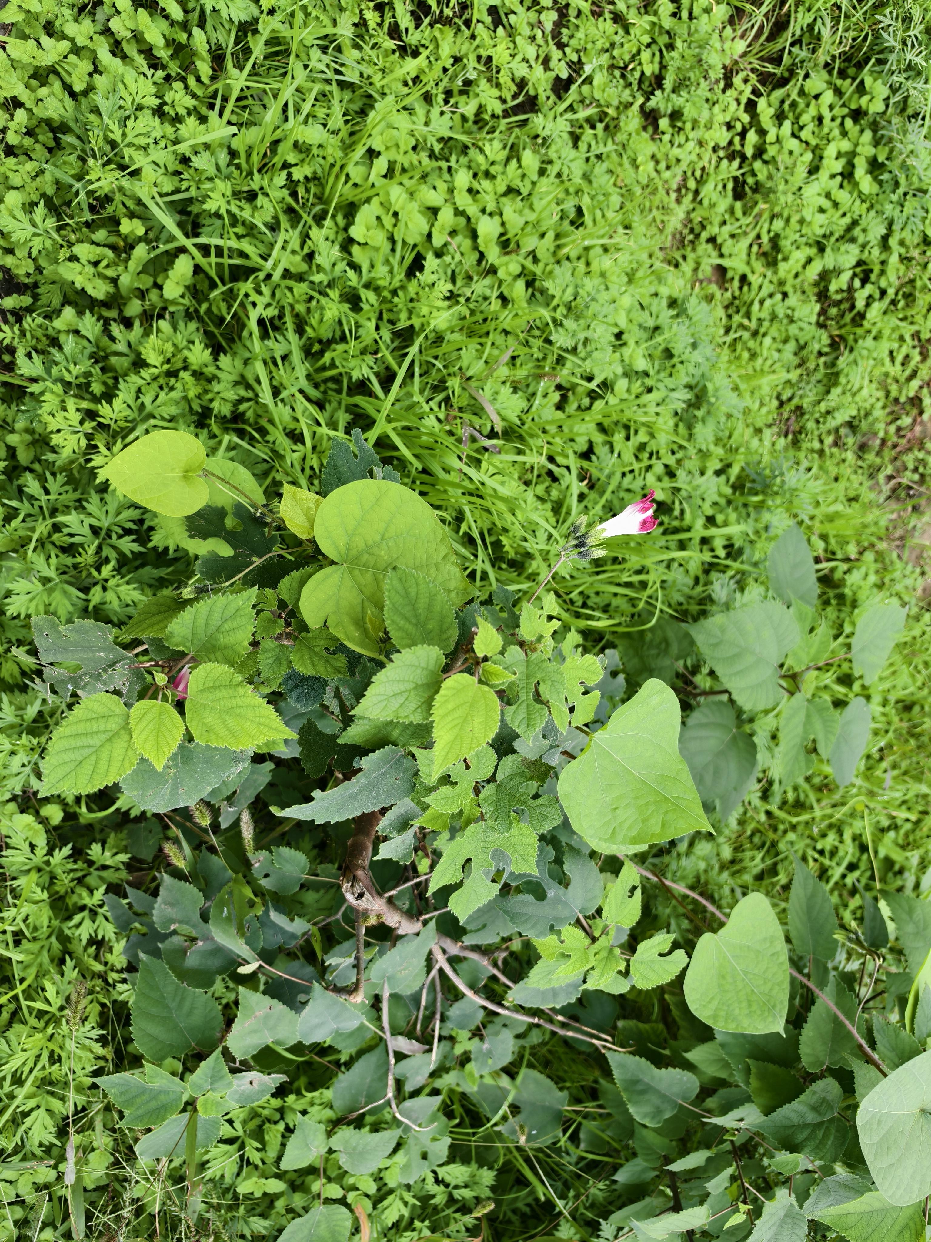 #今日随手拍 走在路上,随手拍了路边的野草和野花