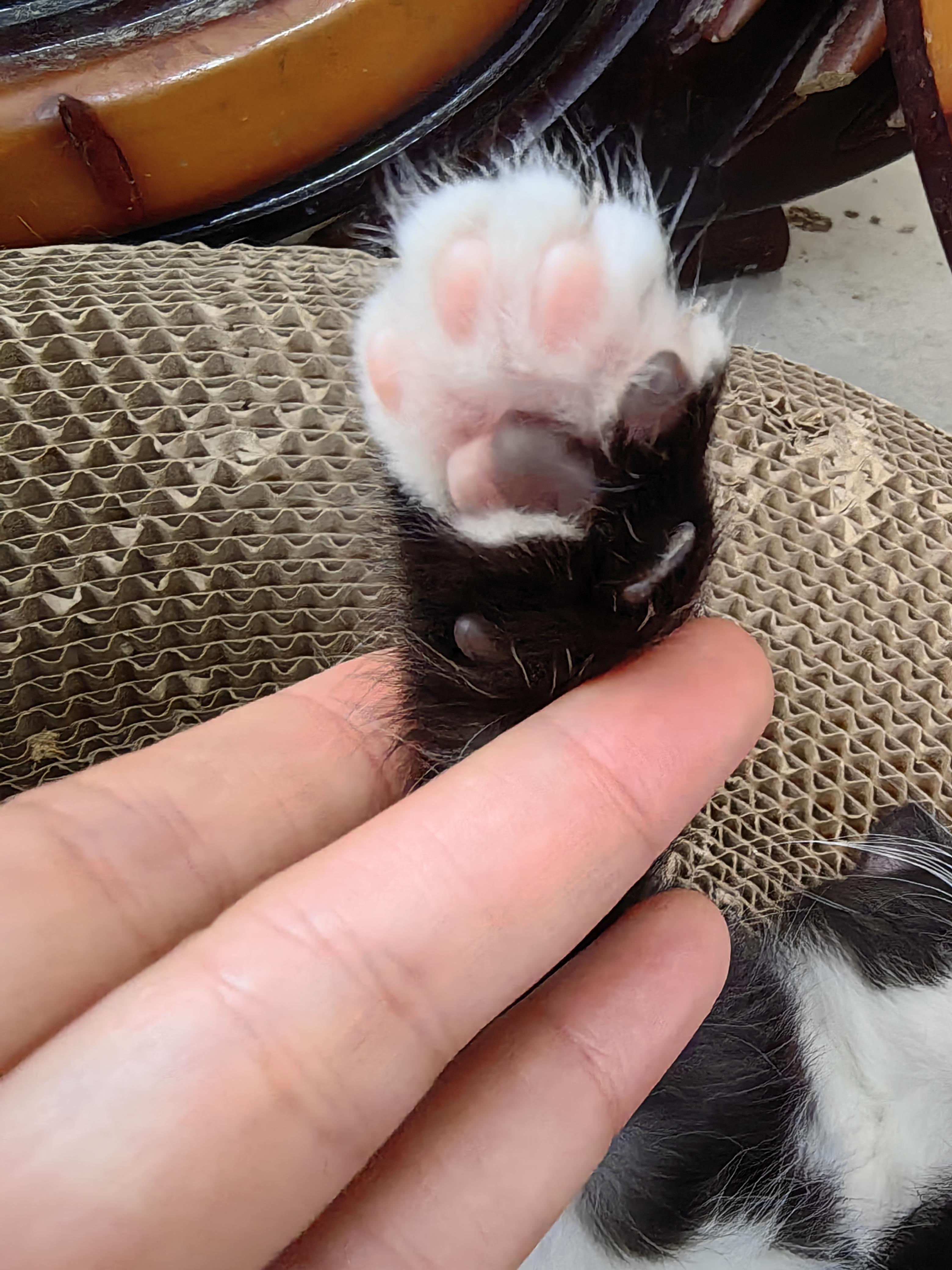 十一尔 的想法: 毛茸茸软糯糯的小肉爪爪谁不爱呀?