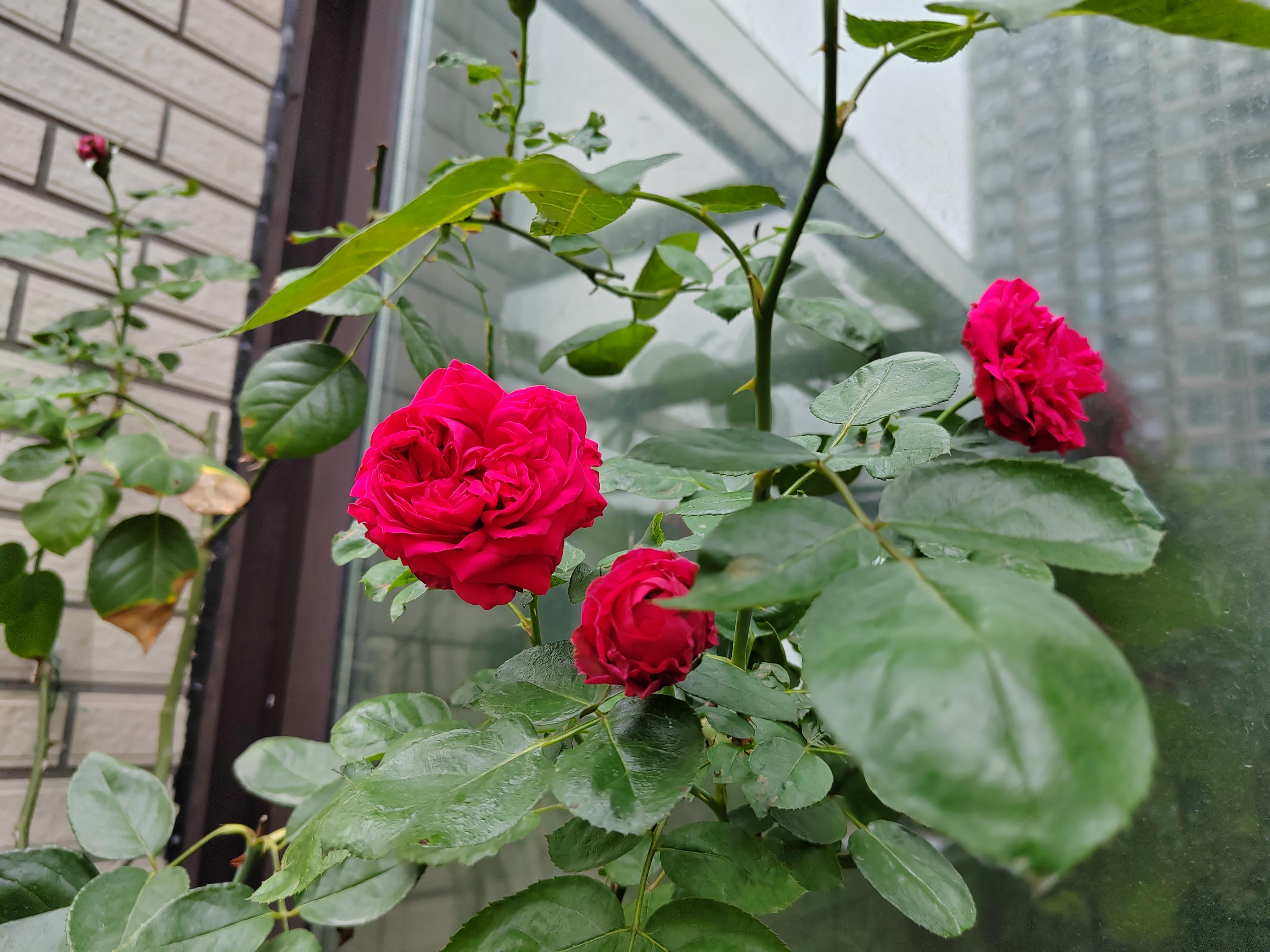 简在我心 的想法: 红龙与秋日胭脂 | 月季说是四级开花,实际上基本上