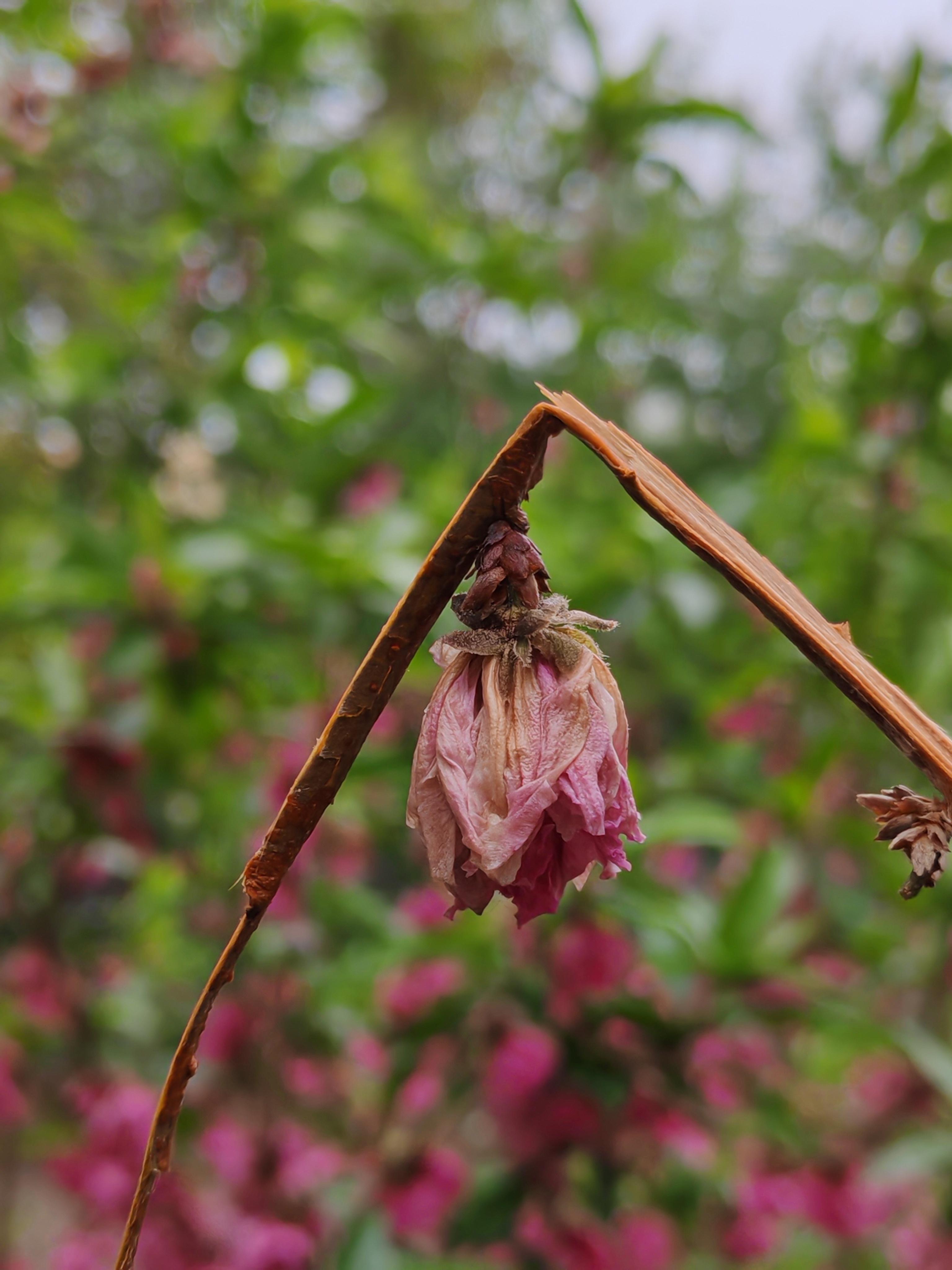 花无千日好,人生亦不过如此.花儿奔