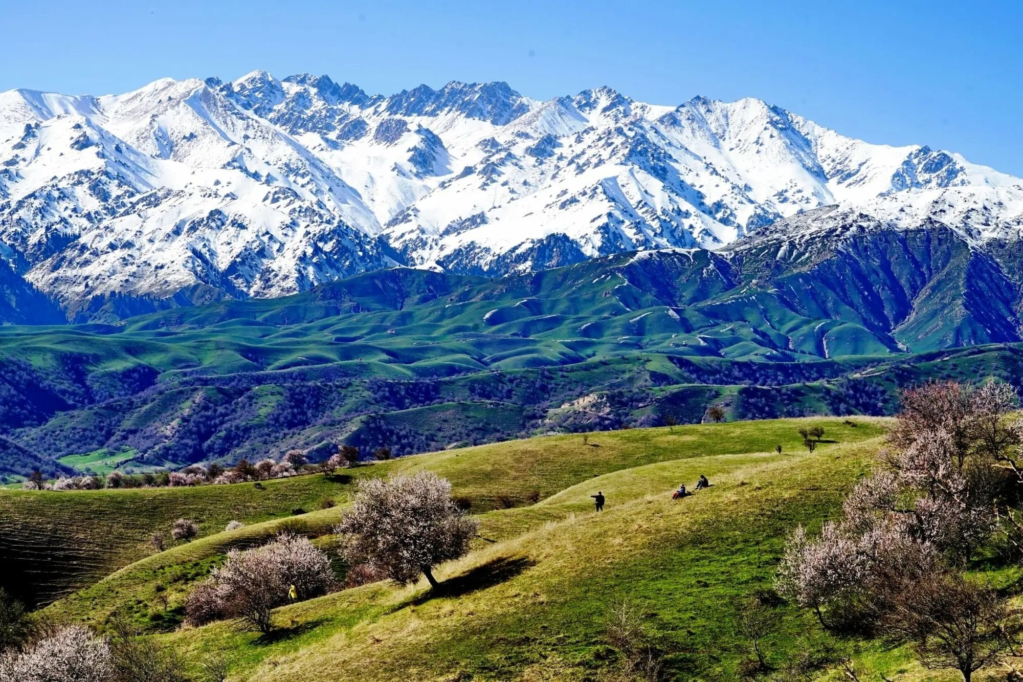 的想法: 新疆霍城县中华福寿山,天山脚下的春色 | 中华福寿山位于伊犁