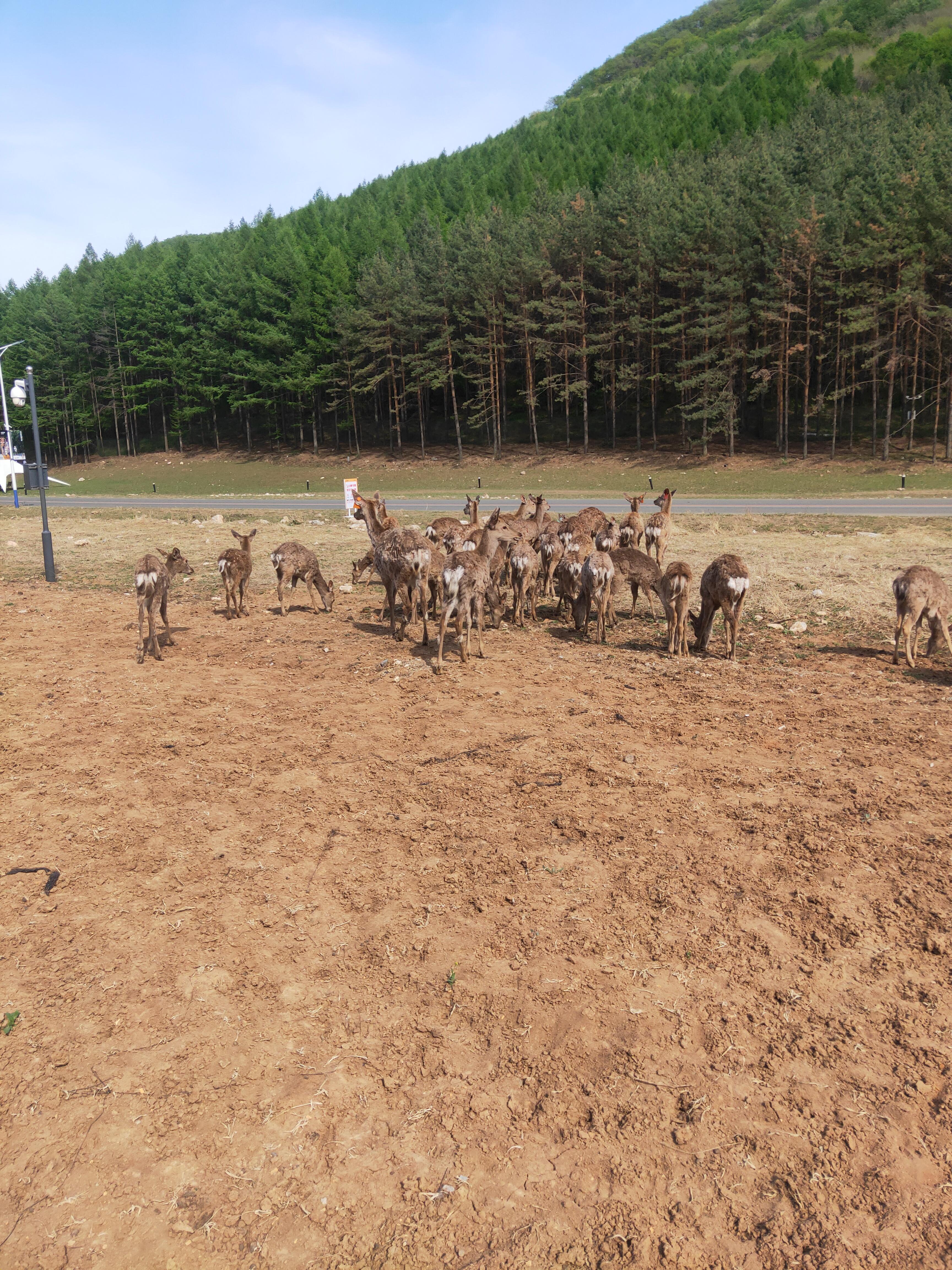 时光 的想法: 陪孩子追逐梅花鹿