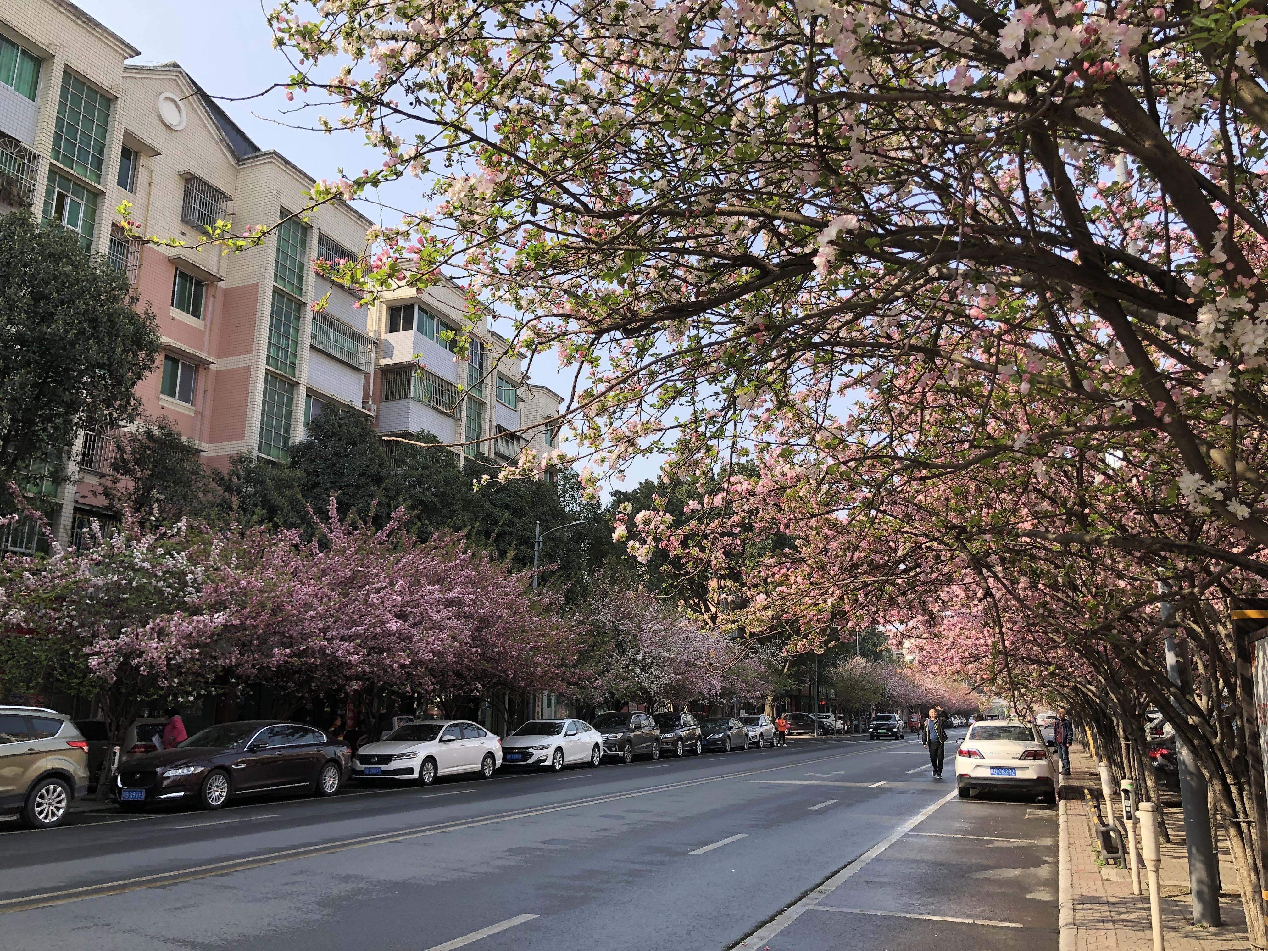 yumei0213 的想法: 安州花荄网红一条街 | 安州花荄网红一条街,每年