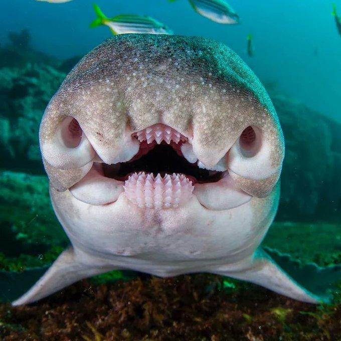 w 的想法: 杰克逊港鲨鱼的牙齿是其最显着的特征之一