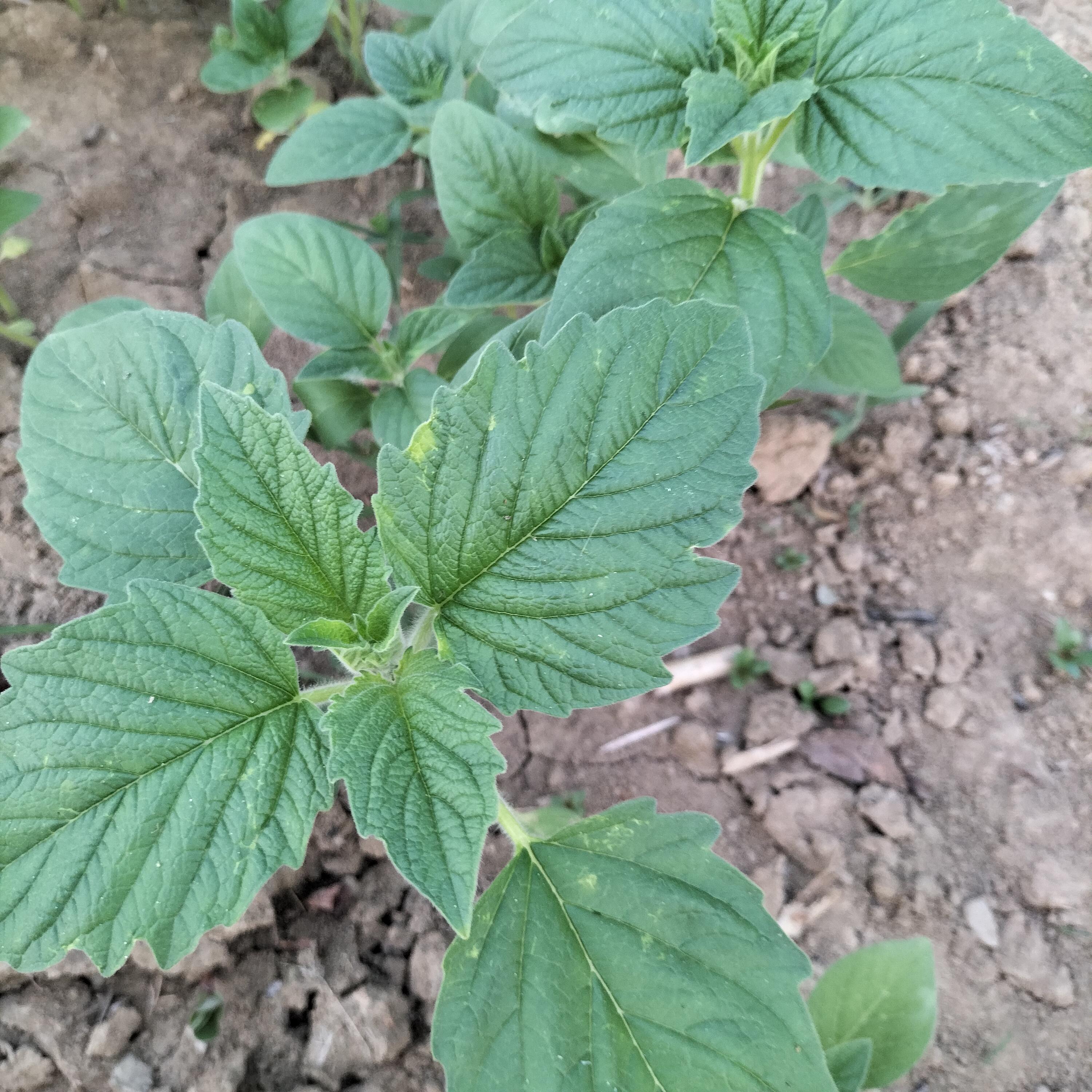 云朵家居生活馆 的想法: 芝麻苗