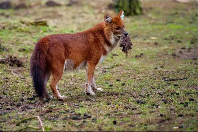 一候,豺乃祭兽 br>"豺乃祭兽"这个词最早出现在《逸周书》中:"霜降