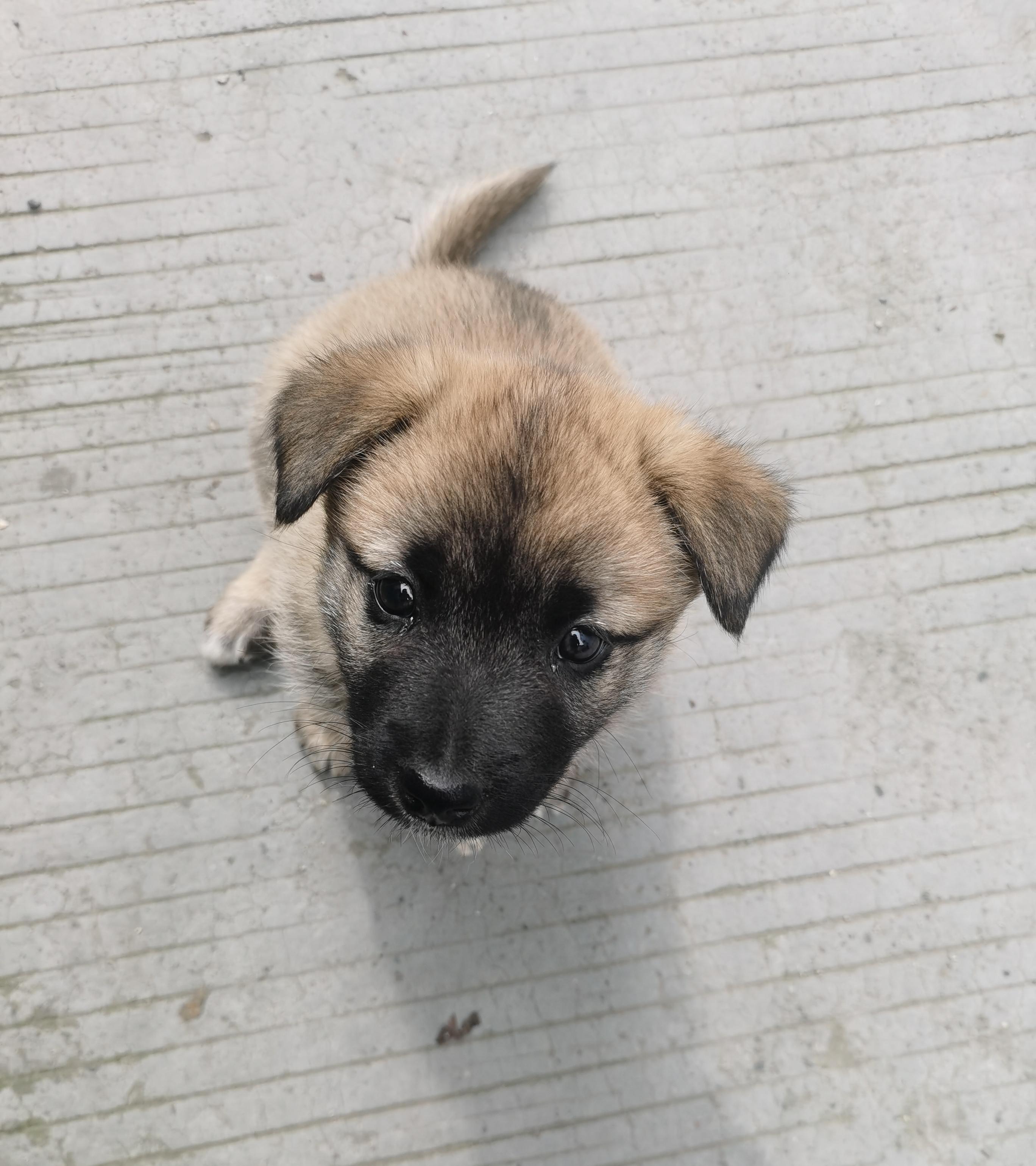 麦田里的麻雀 的想法: 狗子和它们的妈妈 | <a href="